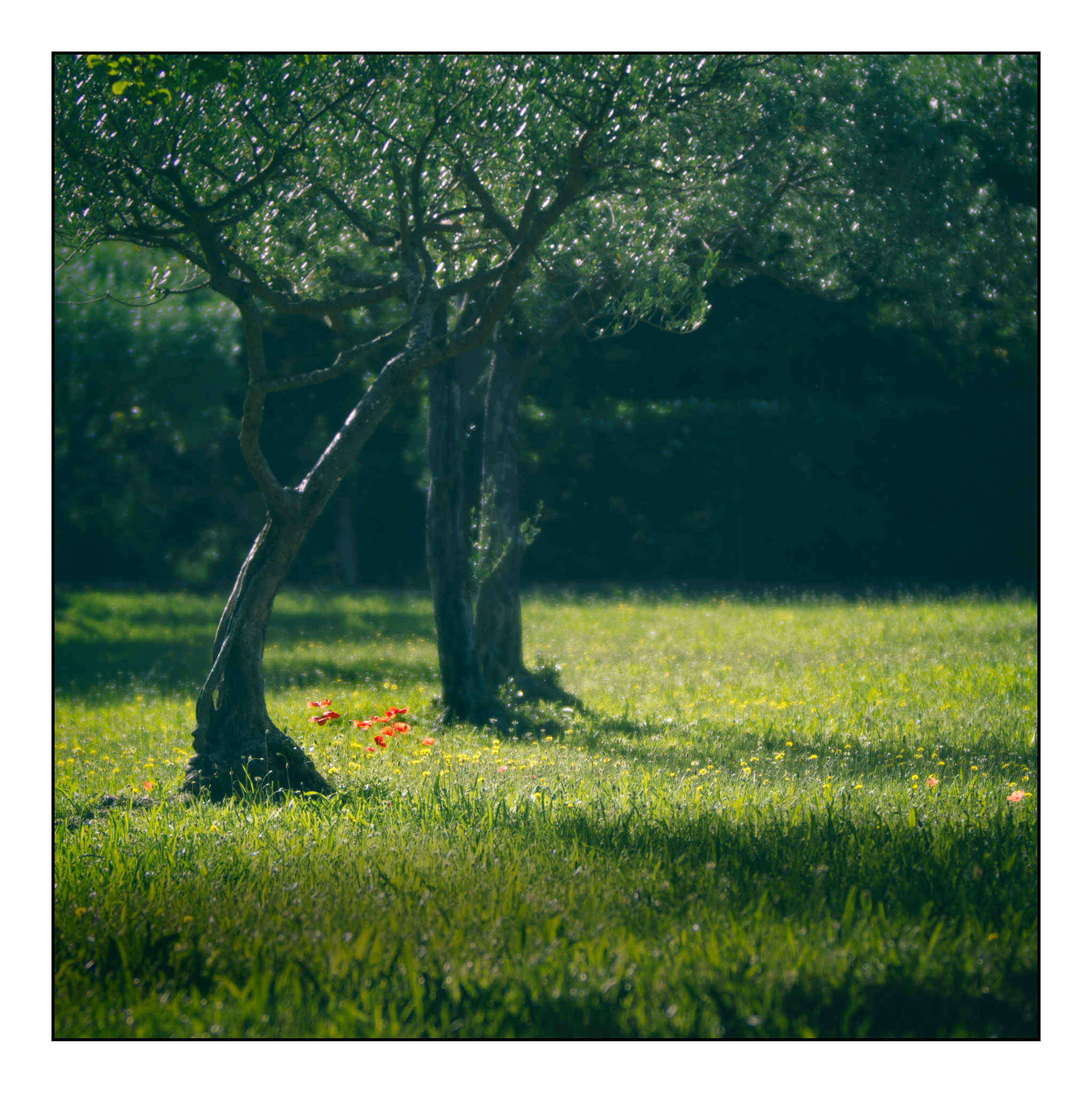 Manual Lens No CPU sample photo. Provence photography