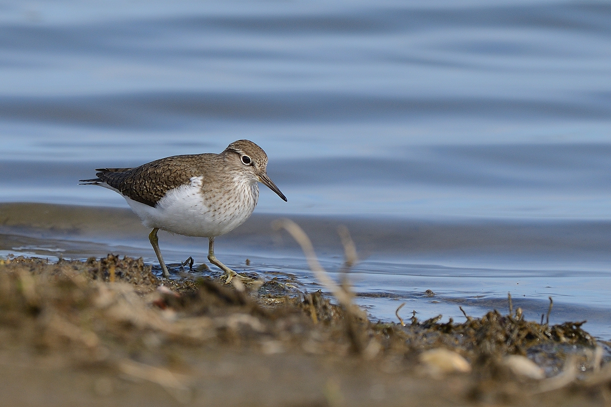 Nikon D800 + Nikon AF-S Nikkor 500mm F4G ED VR sample photo. Common sandpiper photography