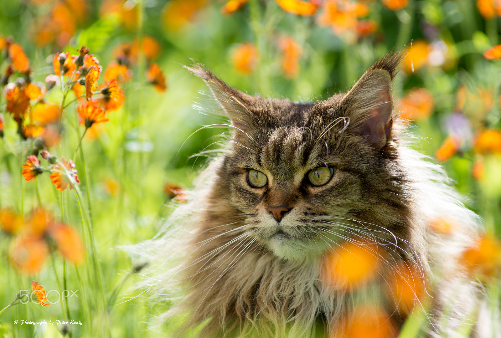 Nikon D600 + Nikon AF Nikkor 180mm F2.8D ED-IF sample photo. Maine coon cat outdoor photography