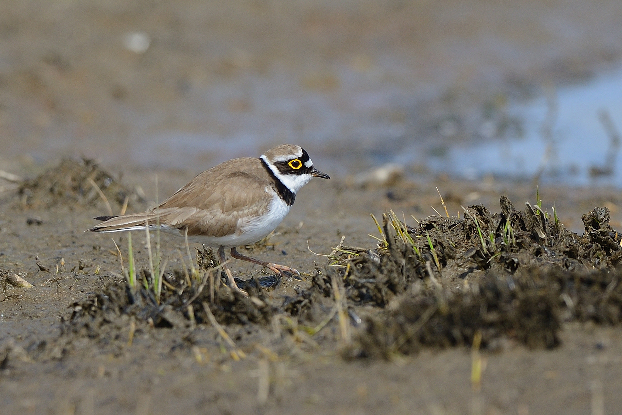 Nikon D800 + Nikon AF-S Nikkor 500mm F4G ED VR sample photo. Little ringed plover photography