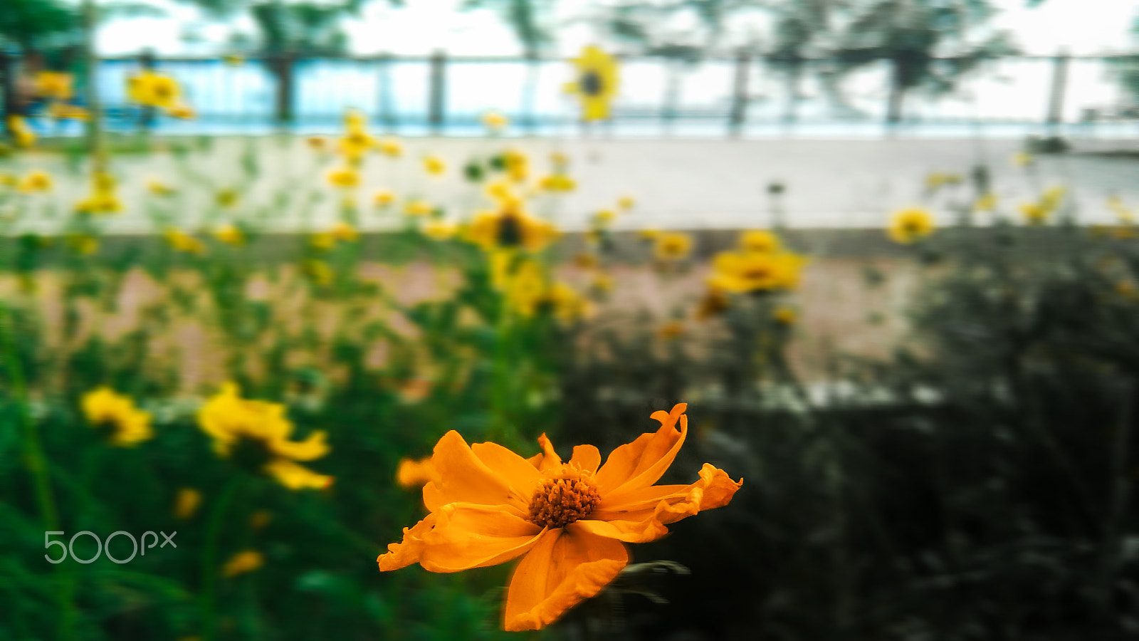 Xiaomi MI Note sample photo. 500px photo id: 157172909 photography