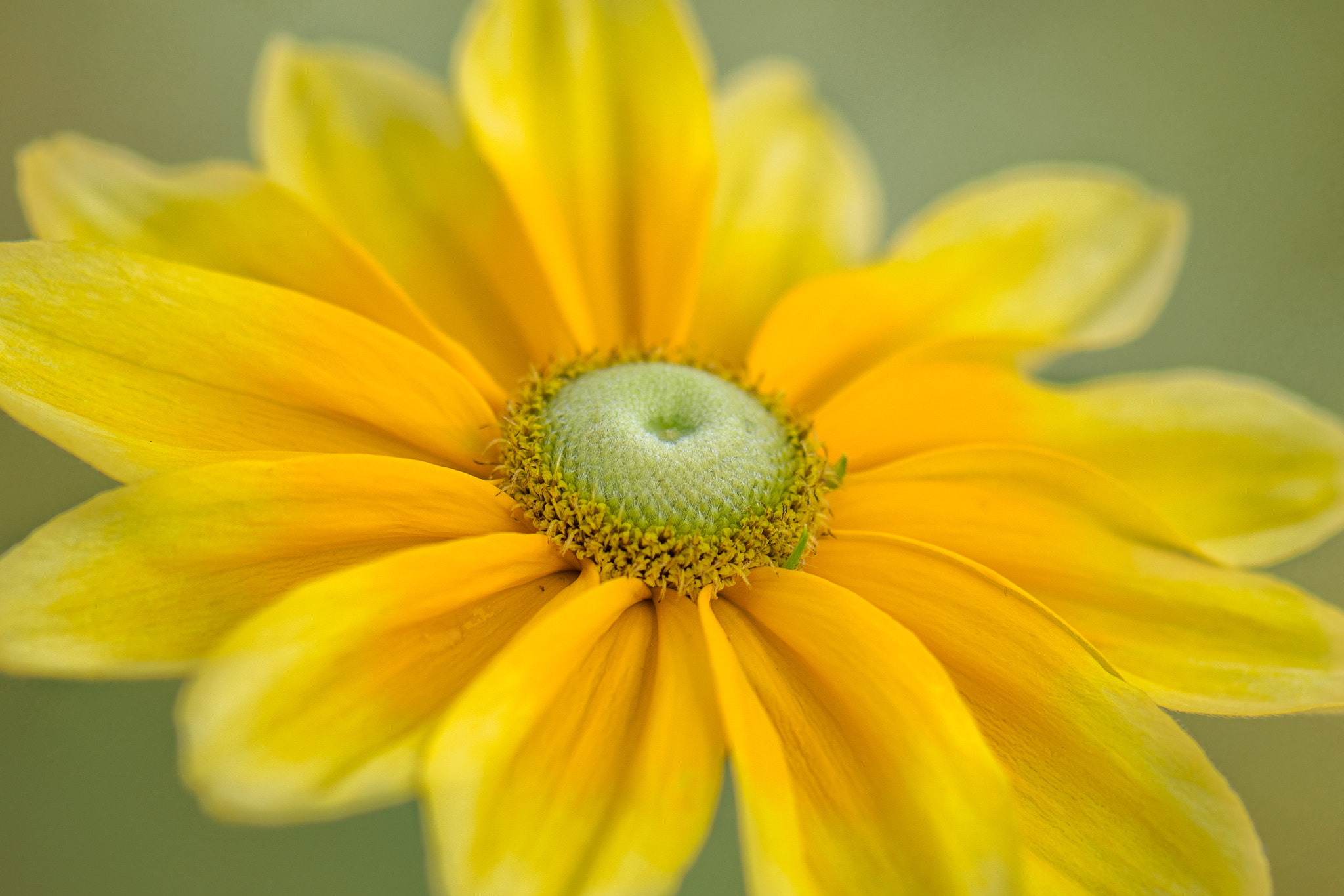 Nikon AF-S Micro-Nikkor 105mm F2.8G IF-ED VR sample photo. Sunshine on a stem photography