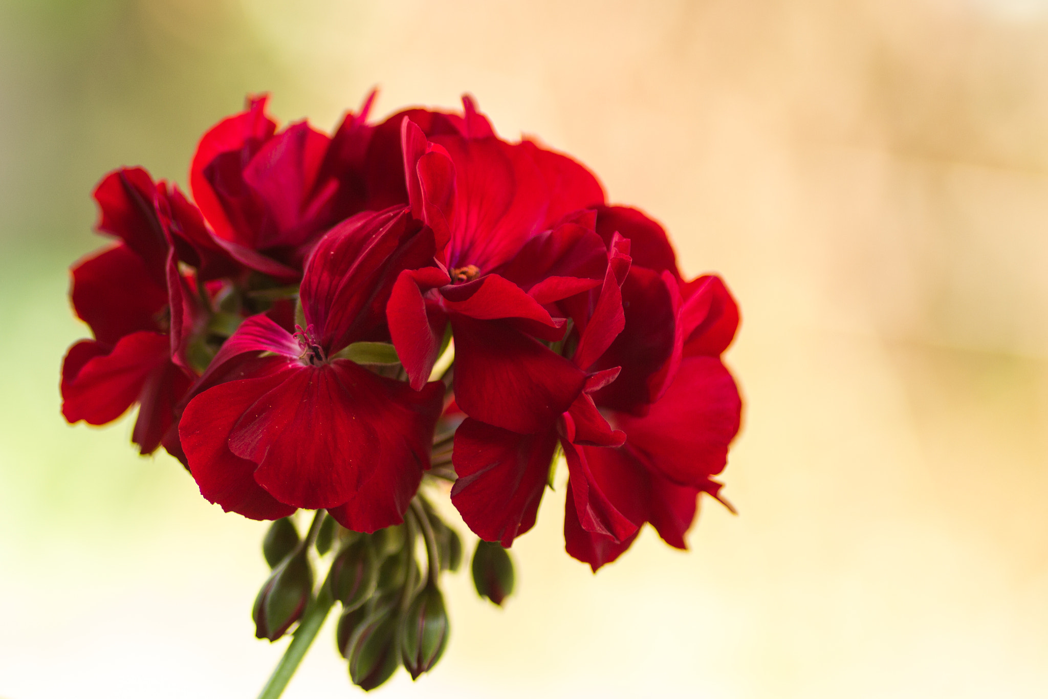 Canon EOS 700D (EOS Rebel T5i / EOS Kiss X7i) + Tamron SP AF 90mm F2.8 Di Macro sample photo. Red flower photography