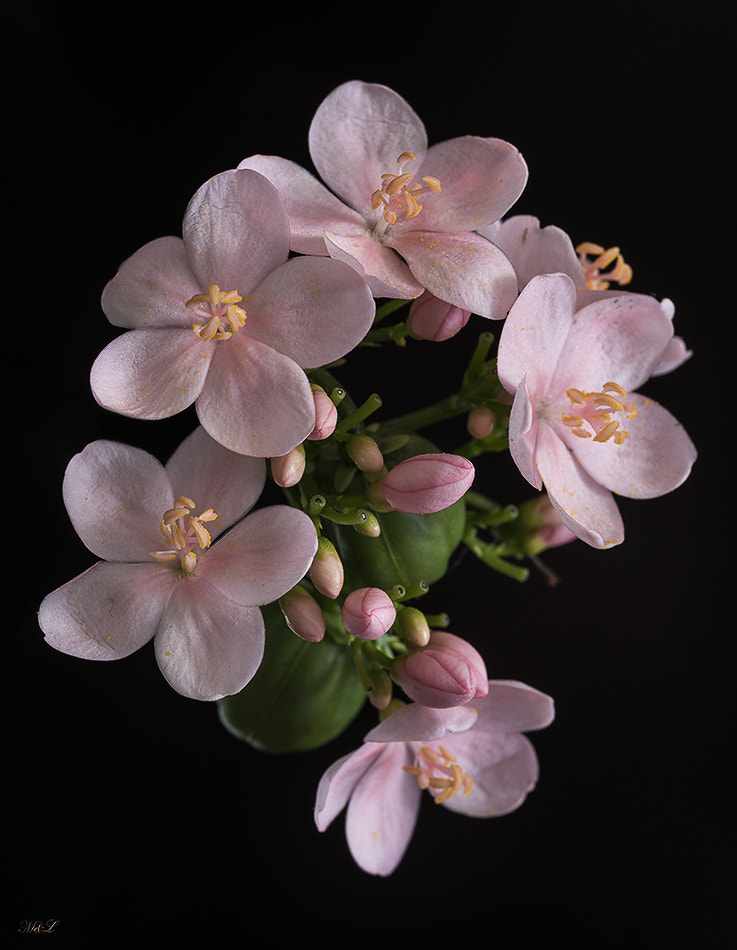 Nikon D810 + Nikon AF Micro-Nikkor 60mm F2.8D sample photo. *** photography