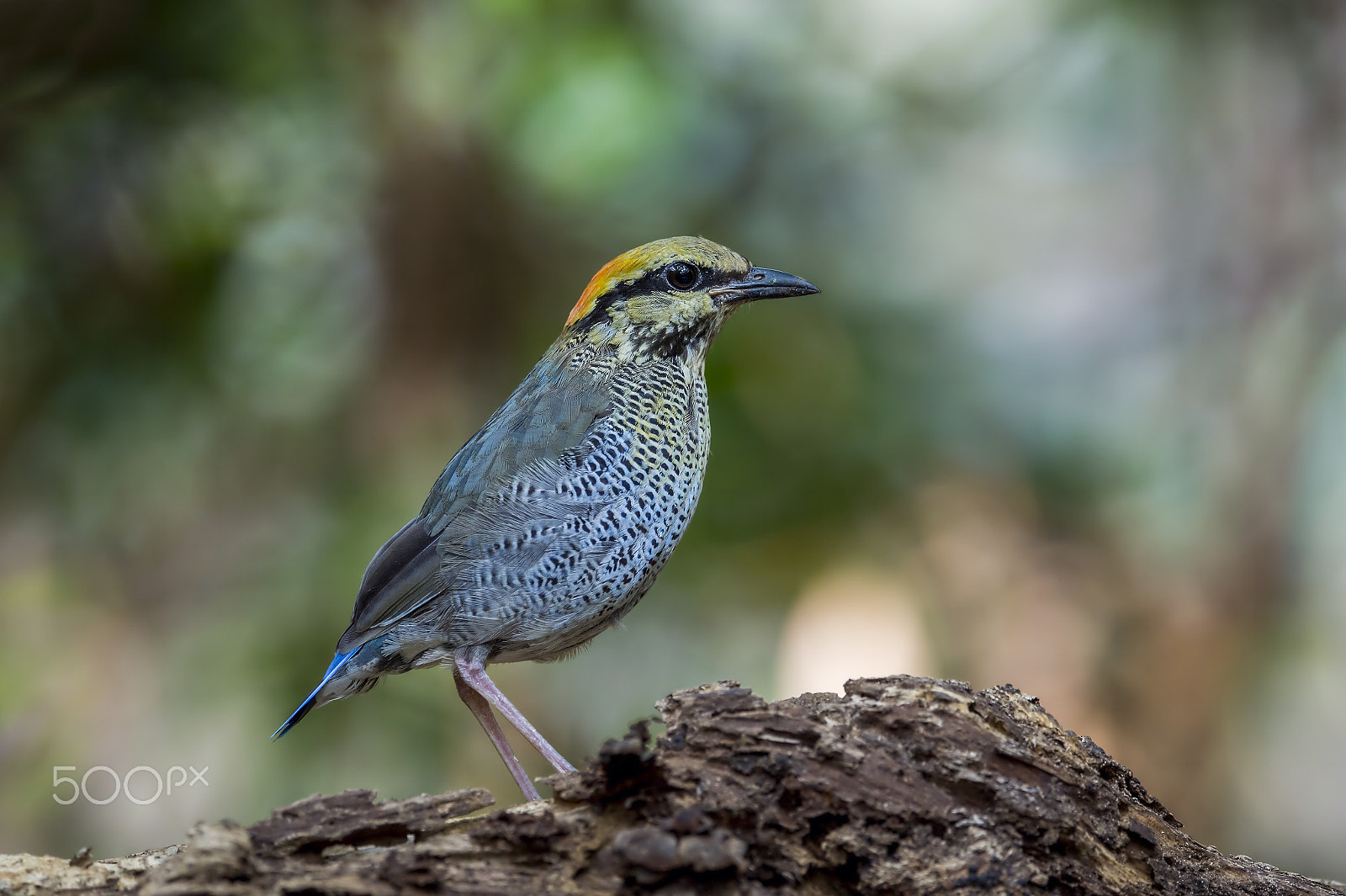 Nikon AF-S Nikkor 600mm F4E FL ED VR sample photo. Blue pitta (f) photography