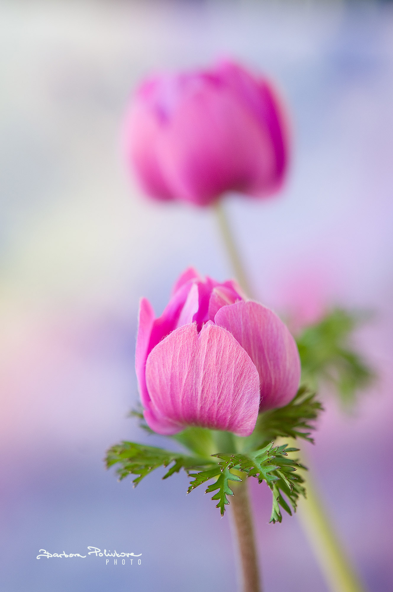 Nikon AF-S Micro-Nikkor 60mm F2.8G ED sample photo. Thinking of you photography