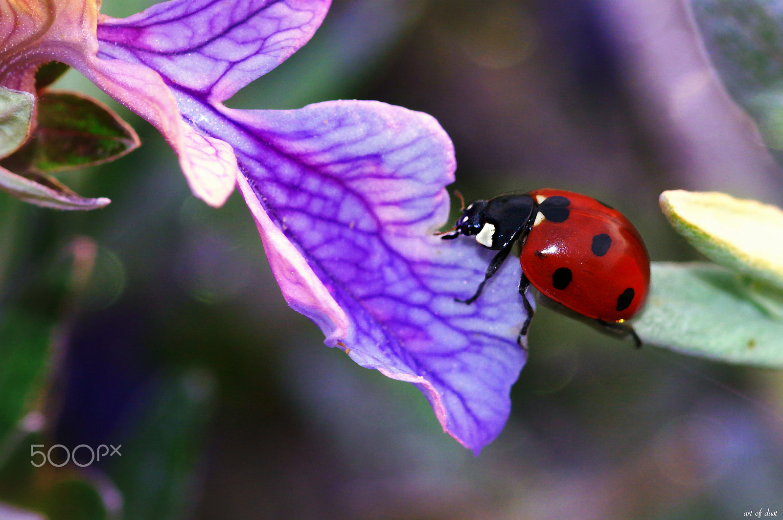 Pentax smc D-FA 100mm F2.8 macro sample photo. Over seven bridges.... photography