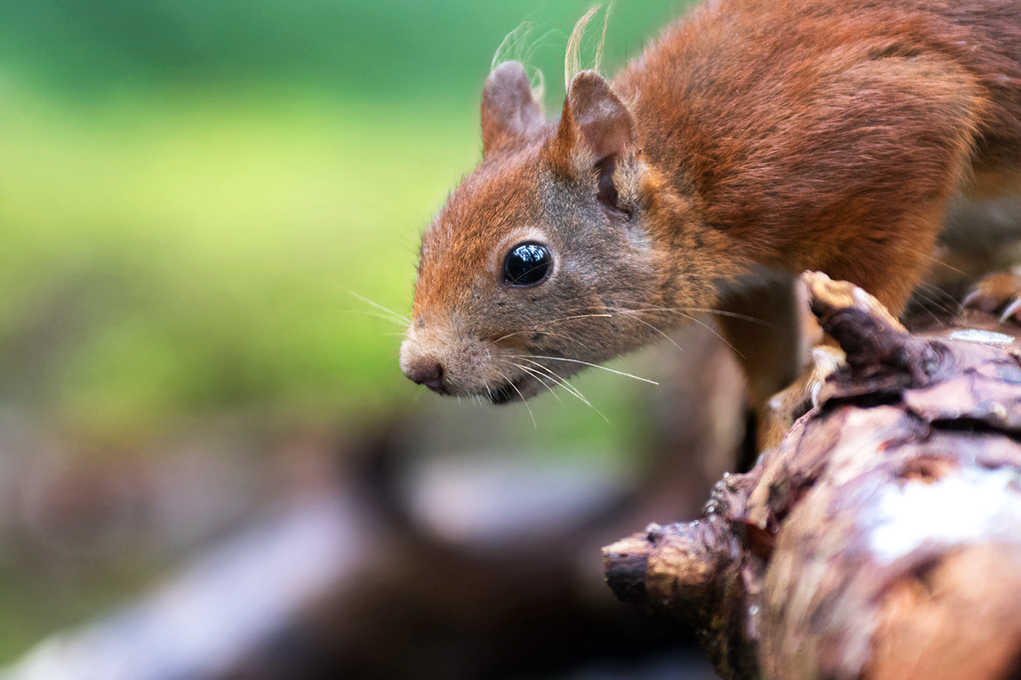 Canon EF 200mm F2.8L II USM sample photo. Red squirrel photography