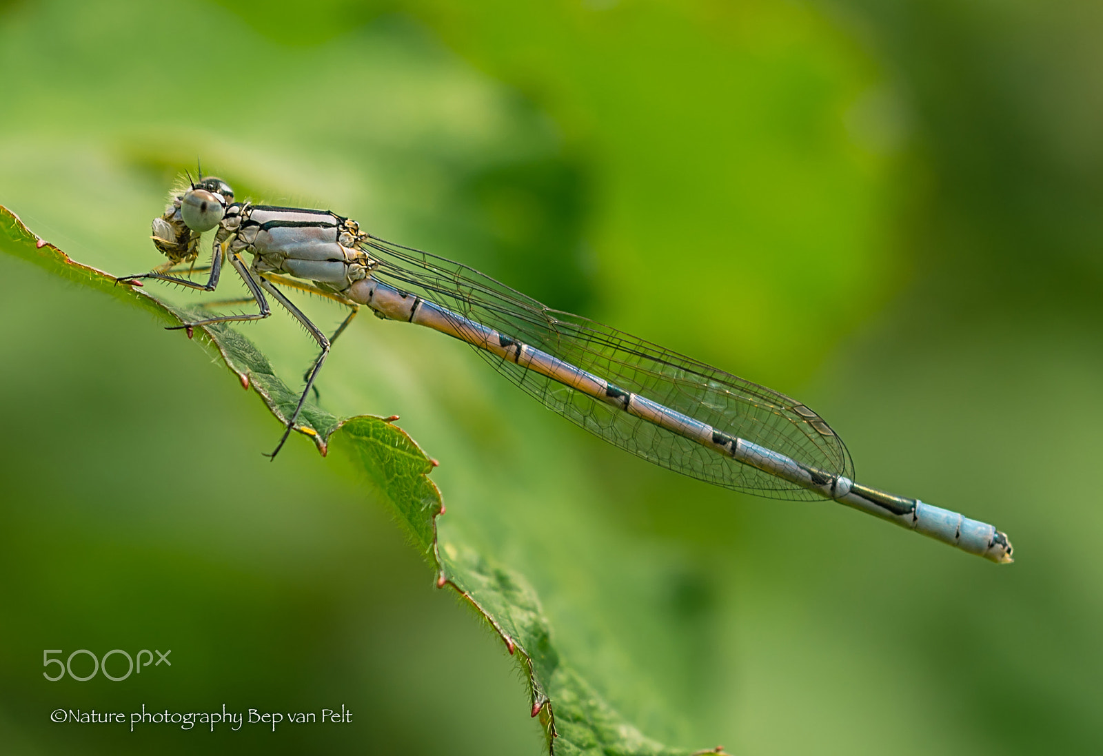 Nikon D7000 + Sigma 50mm F2.8 EX DG Macro sample photo. Female common blue damselfly with prey photography