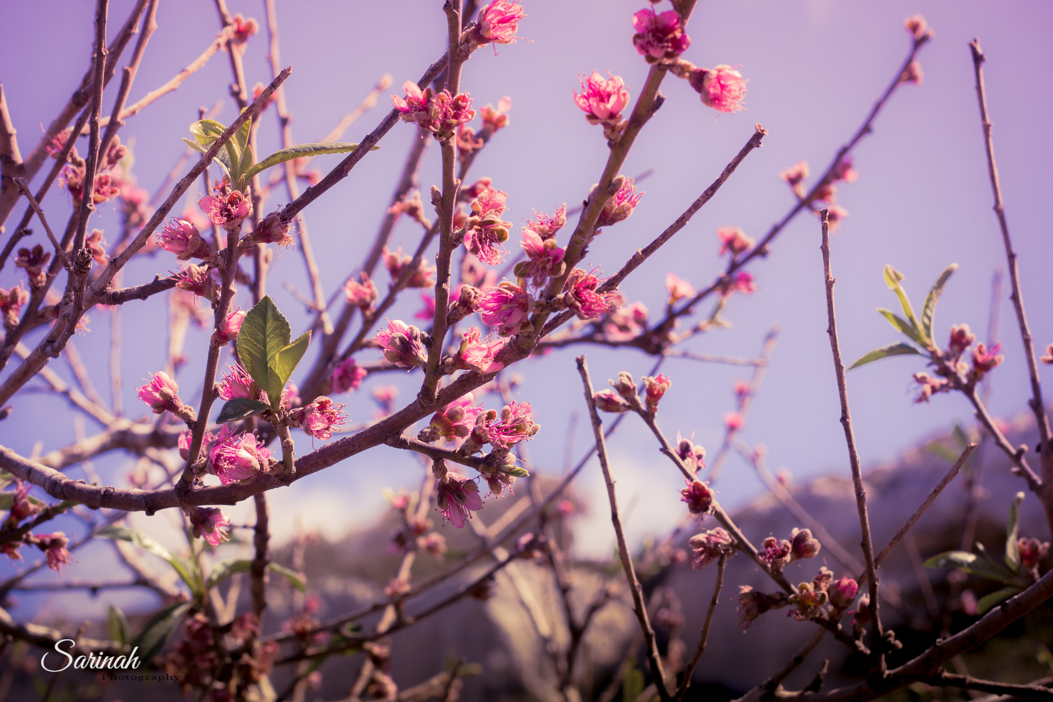 Canon EOS 550D (EOS Rebel T2i / EOS Kiss X4) sample photo. Colors of spring photography