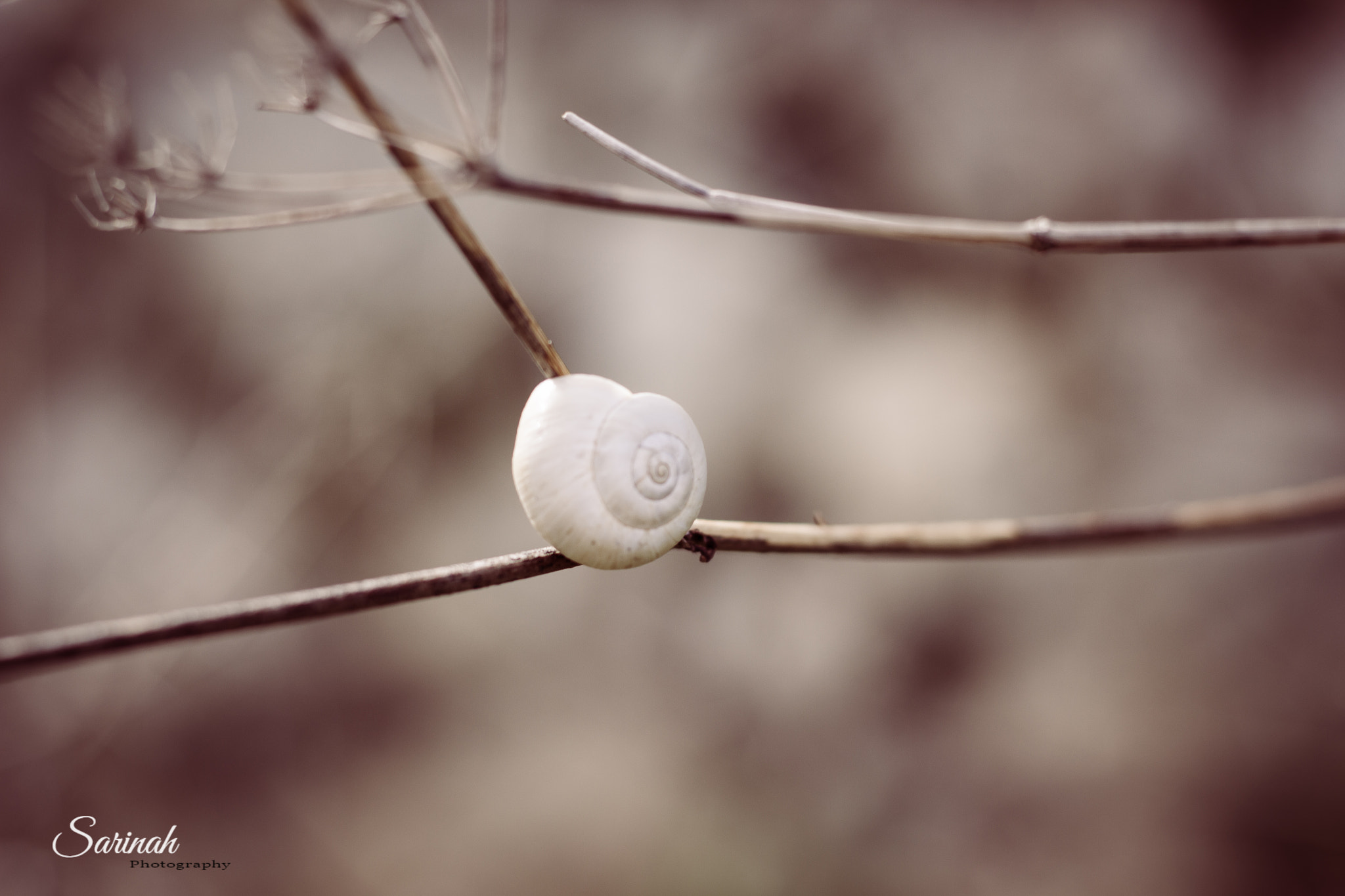 Canon EOS 550D (EOS Rebel T2i / EOS Kiss X4) sample photo. Fall macro photography