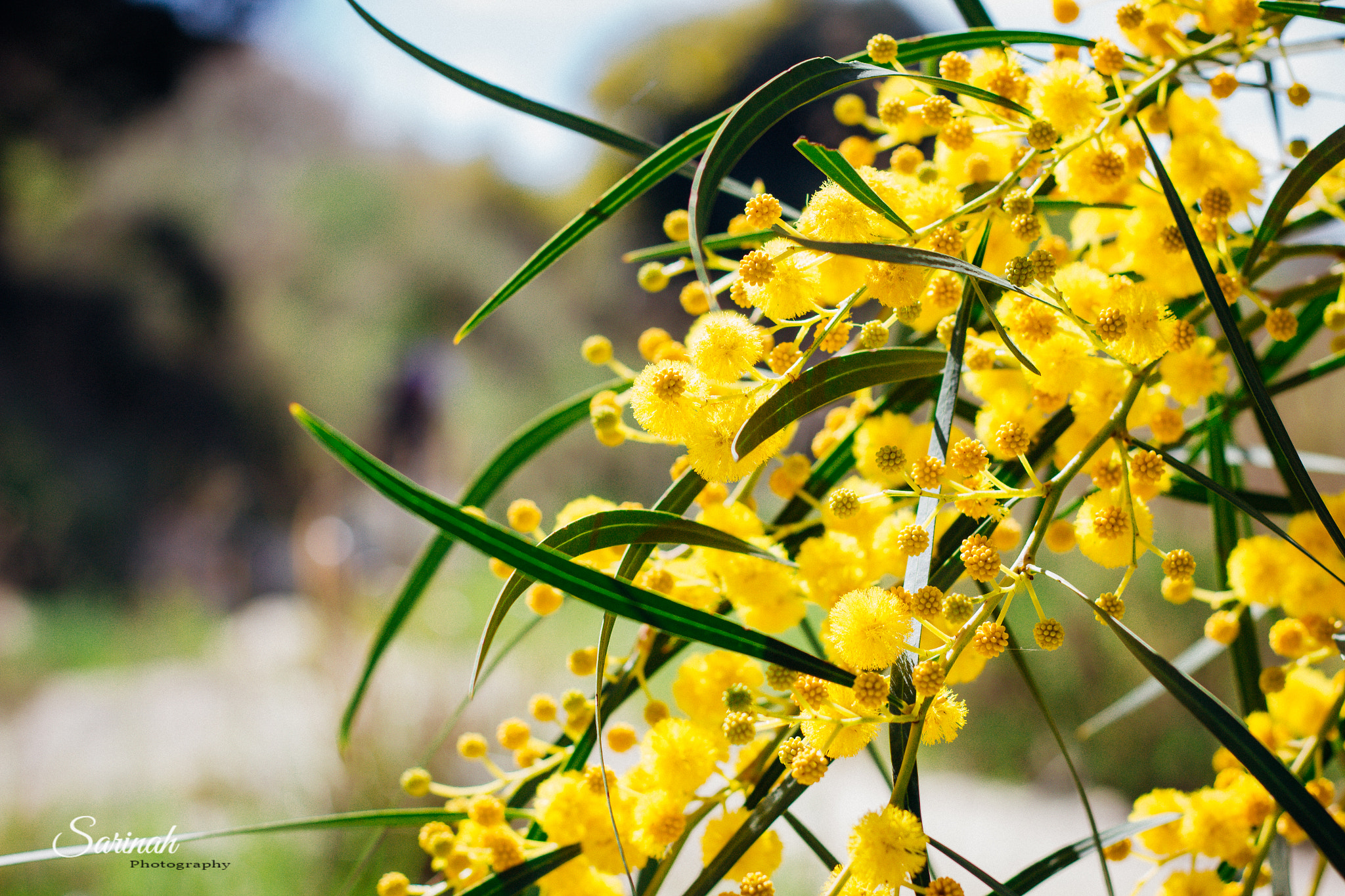 Canon EOS 550D (EOS Rebel T2i / EOS Kiss X4) sample photo. Colors of spring photography