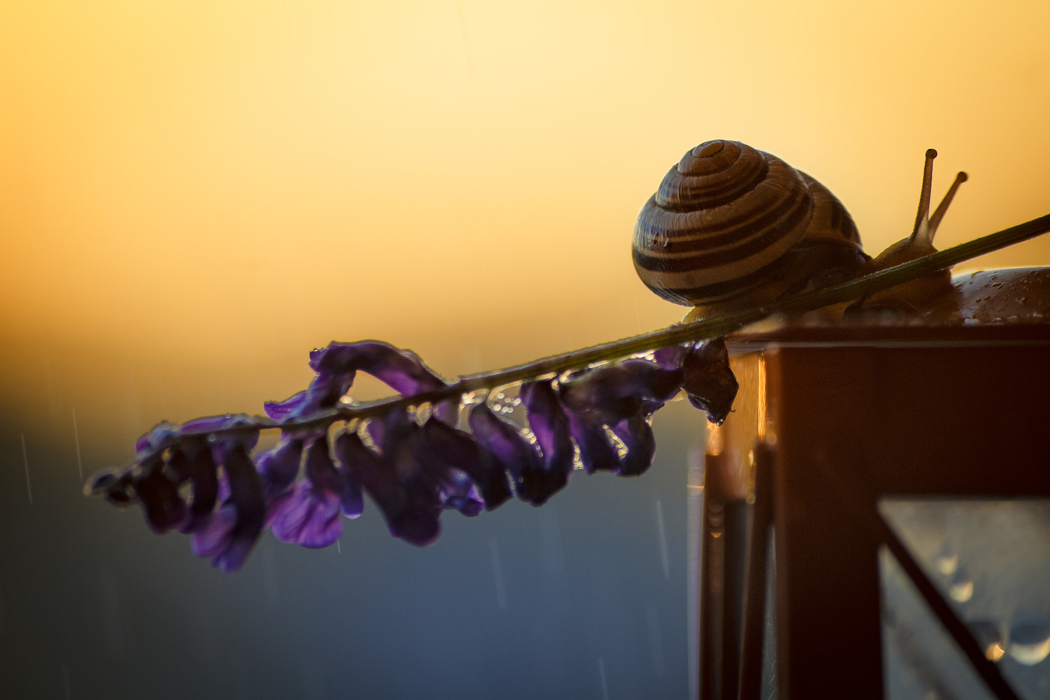 Sigma 70-300mm F4-5.6 APO DG Macro sample photo. Golden ratio in perspective photography