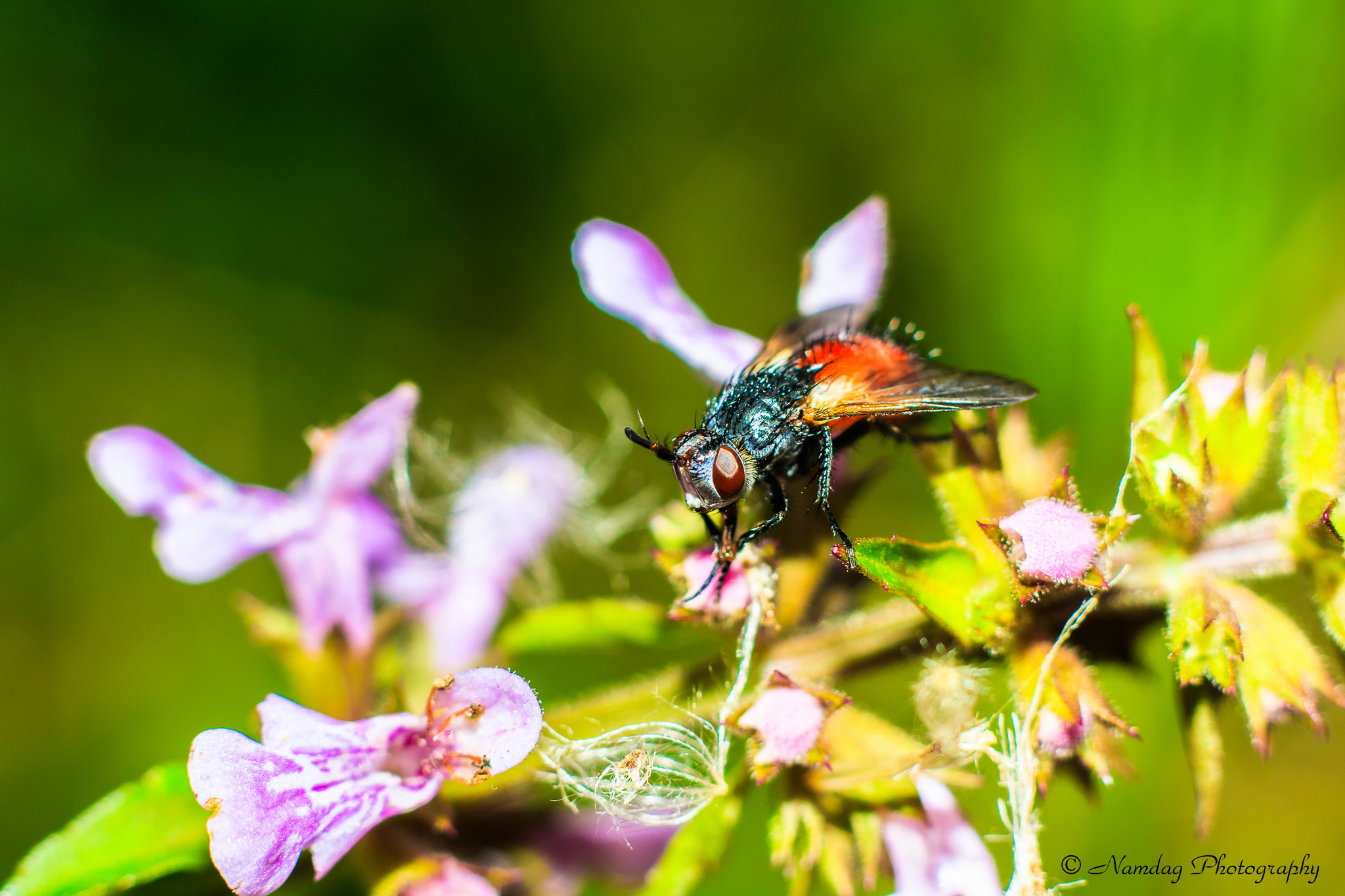 Canon EOS 7D Mark II + Canon EF 50mm F1.8 II sample photo. Raw jpeg photography