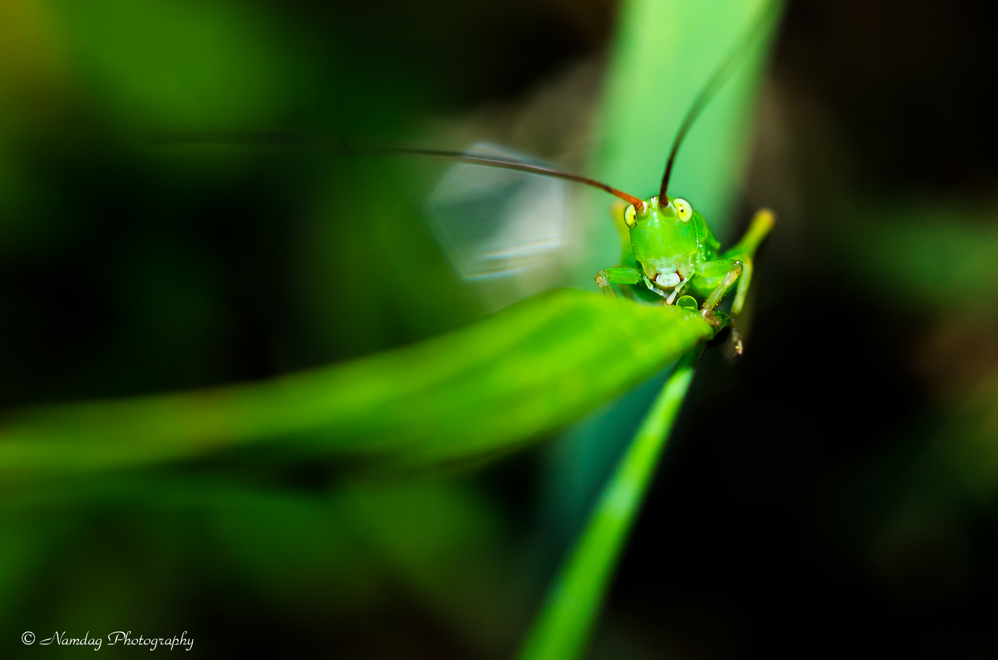 Canon EOS 7D Mark II + Canon EF 50mm F1.8 II sample photo. Raw jpeg photography