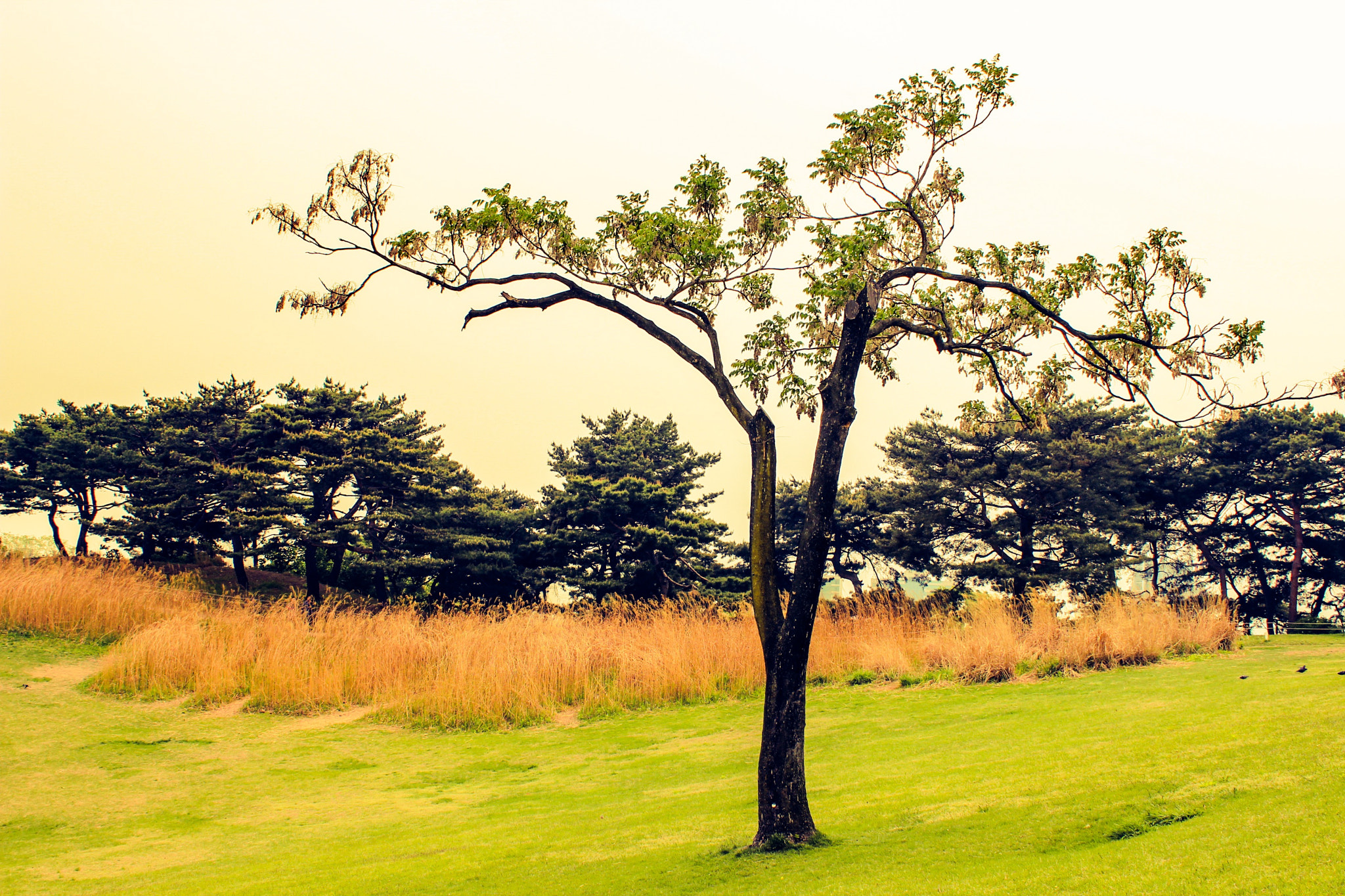 Canon EF-S 18-55mm F3.5-5.6 III sample photo. Single tree... photography