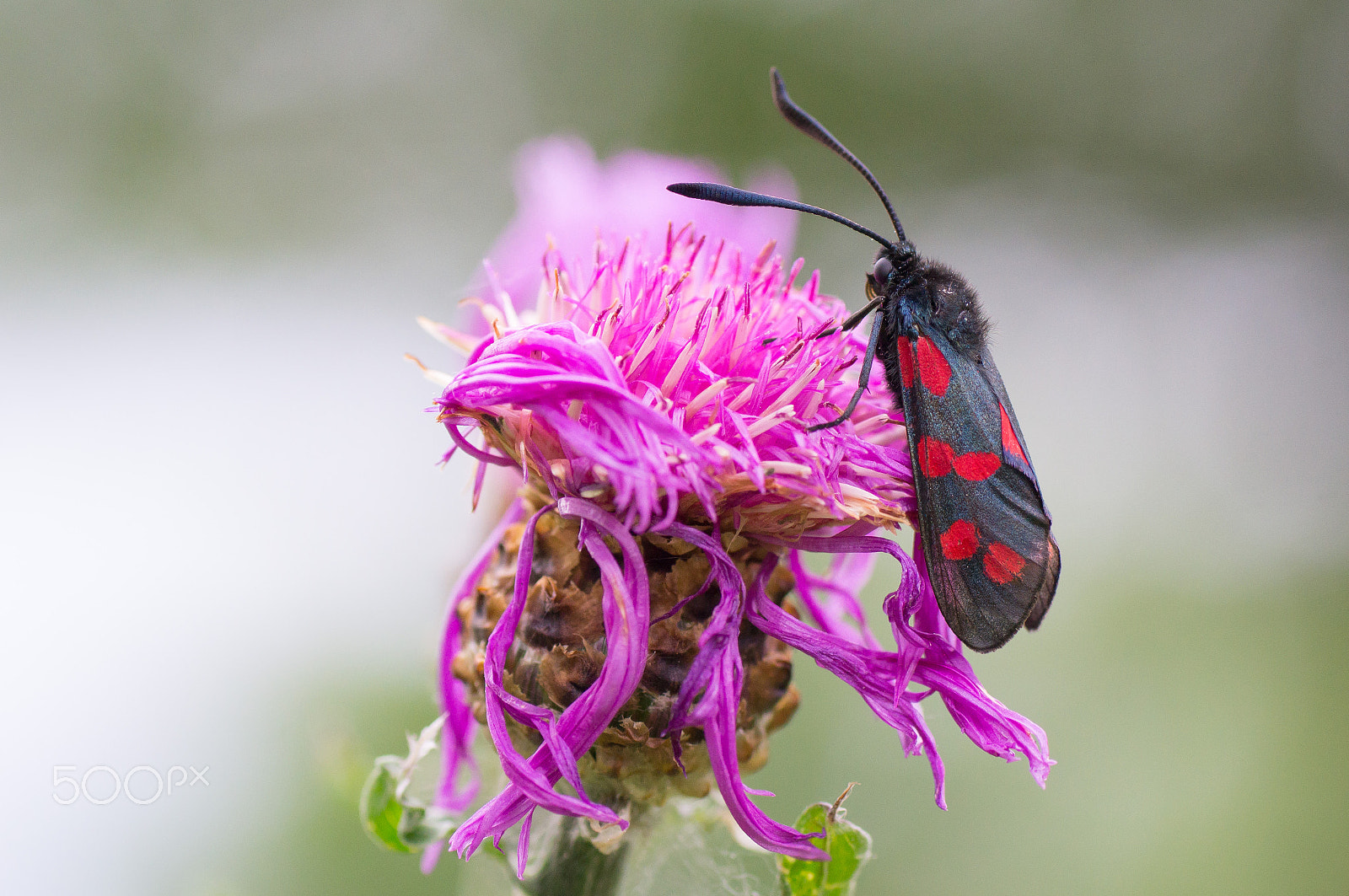 Sony SLT-A57 + Tamron SP AF 90mm F2.8 Di Macro sample photo. Six-spot burnet photography