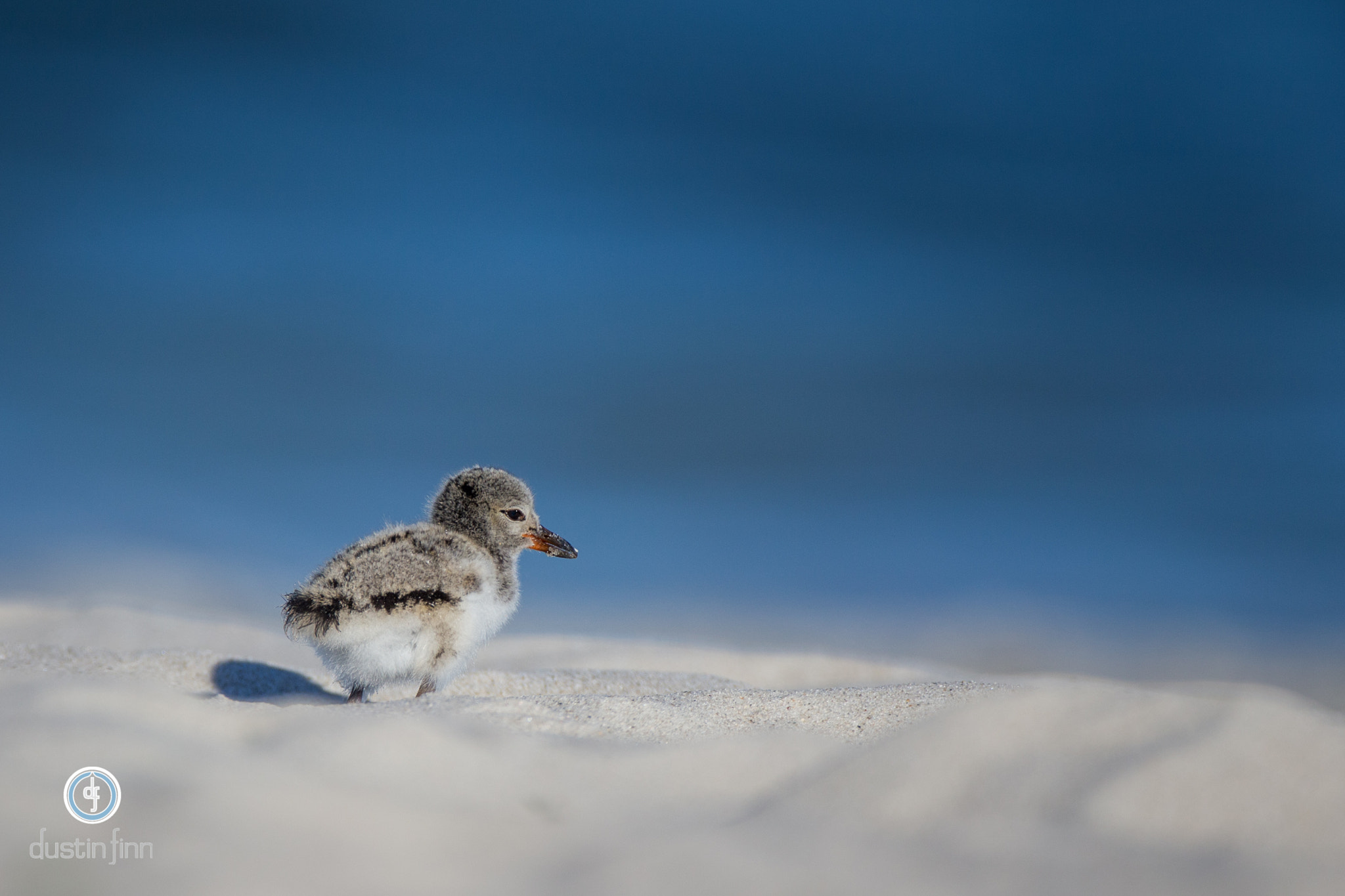 Canon EOS-1D X + Canon EF 600mm F4L IS USM sample photo. A look yonder photography