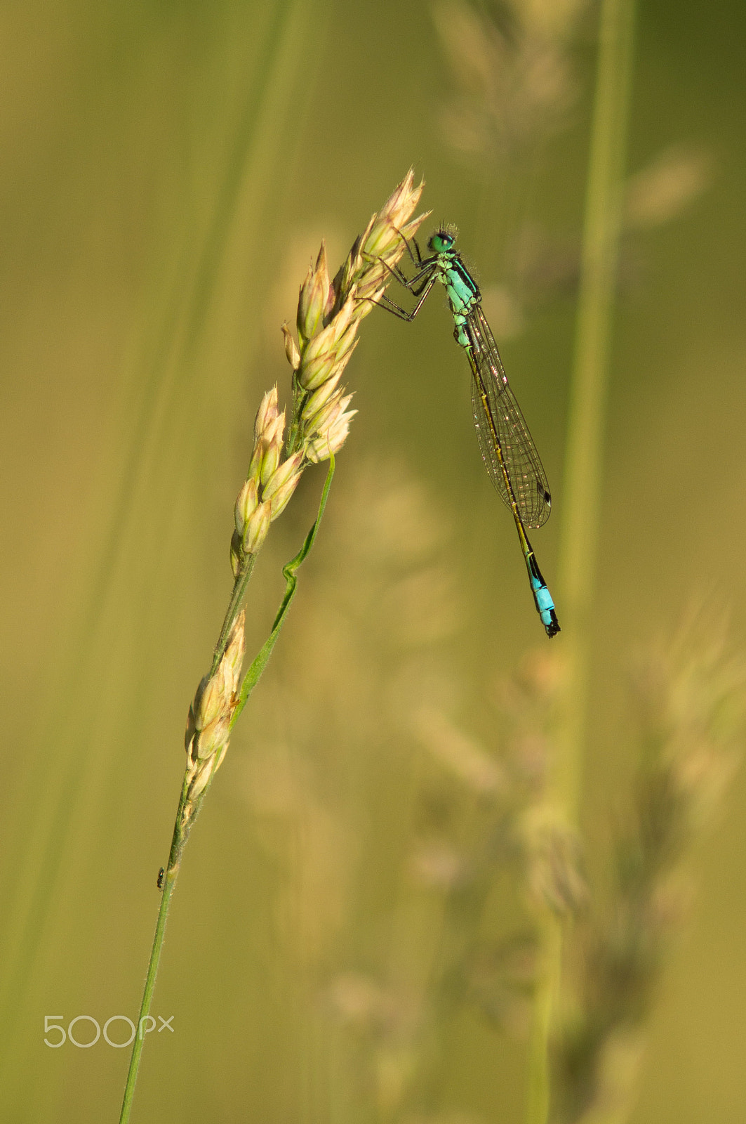 Sony SLT-A57 + Minolta AF 70-210mm F4 Macro sample photo. Damselfly in the sun photography