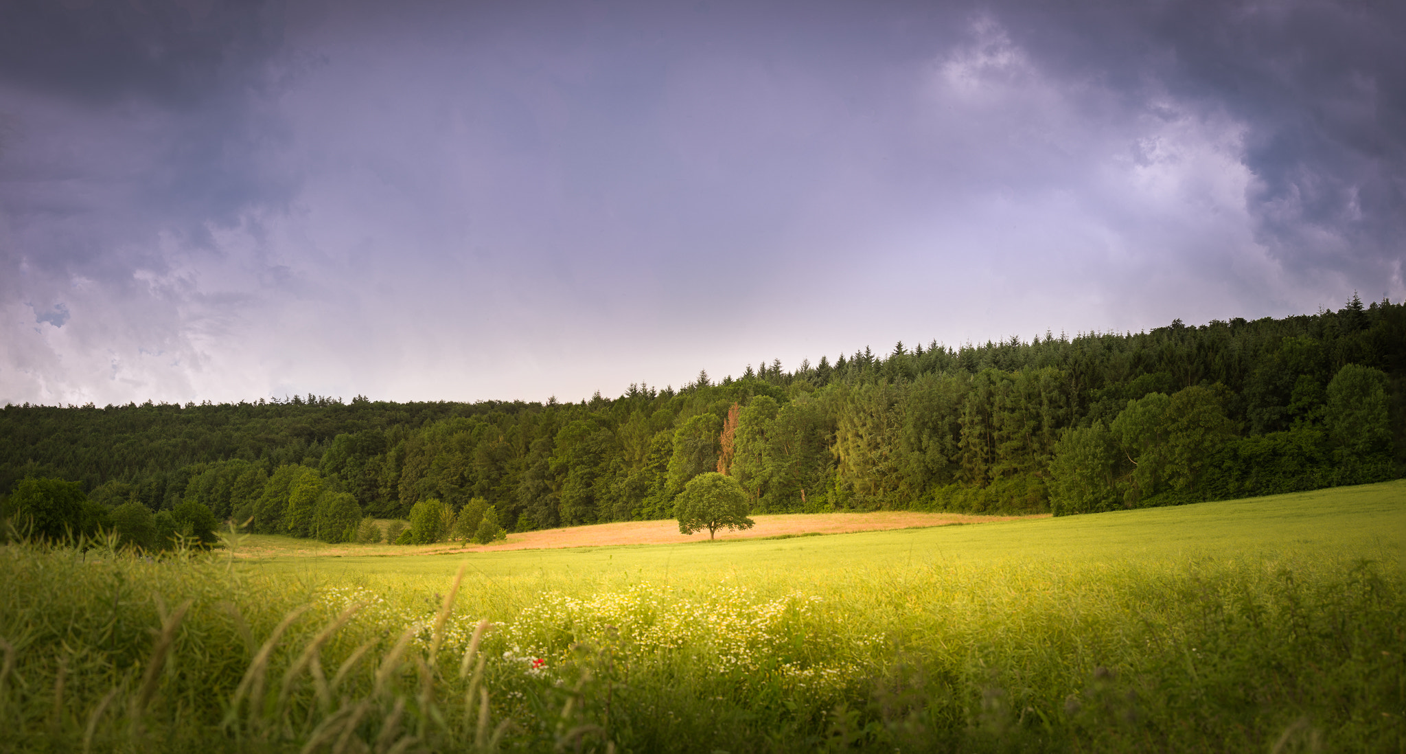 Sony a7 II + Canon EF 70-200mm F4L IS USM sample photo. The thunder and the tree photography