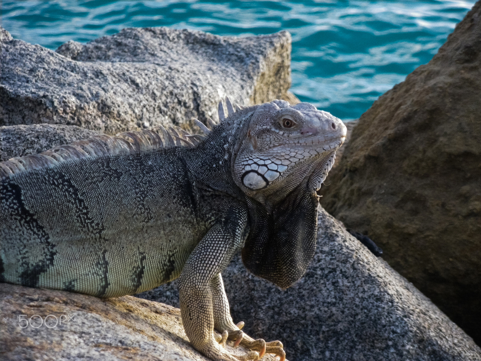 Pentax Optio M60 sample photo. Iguana photography