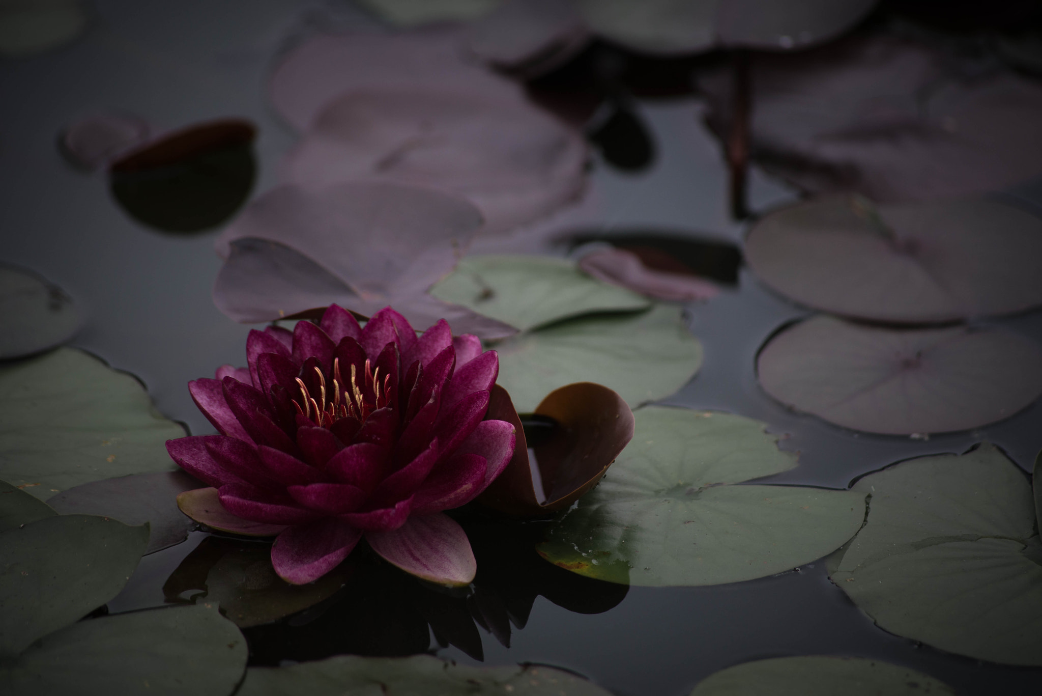 Sigma 70-300mm F4-5.6 APO DG Macro sample photo. Crimson photography