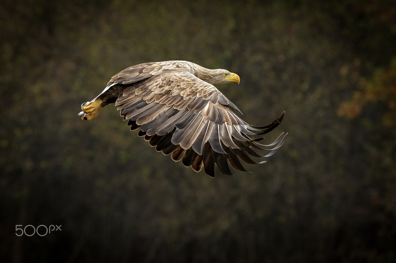 Nikon AF-S Nikkor 300mm F2.8G ED VR II sample photo. Eagle2 photography