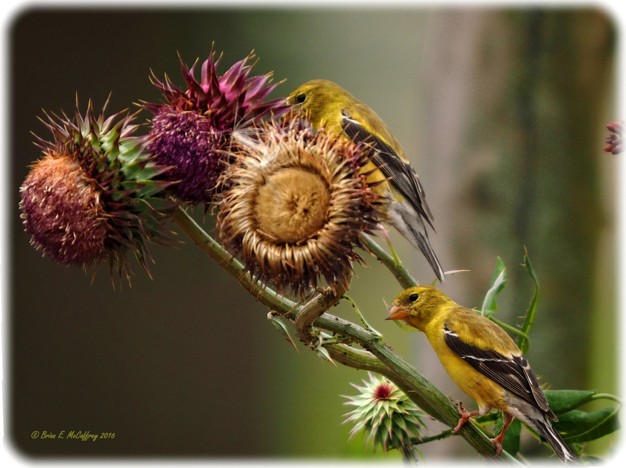 Olympus OM-D E-M1 + OLYMPUS 300mm Lens sample photo. Aphid control... photography