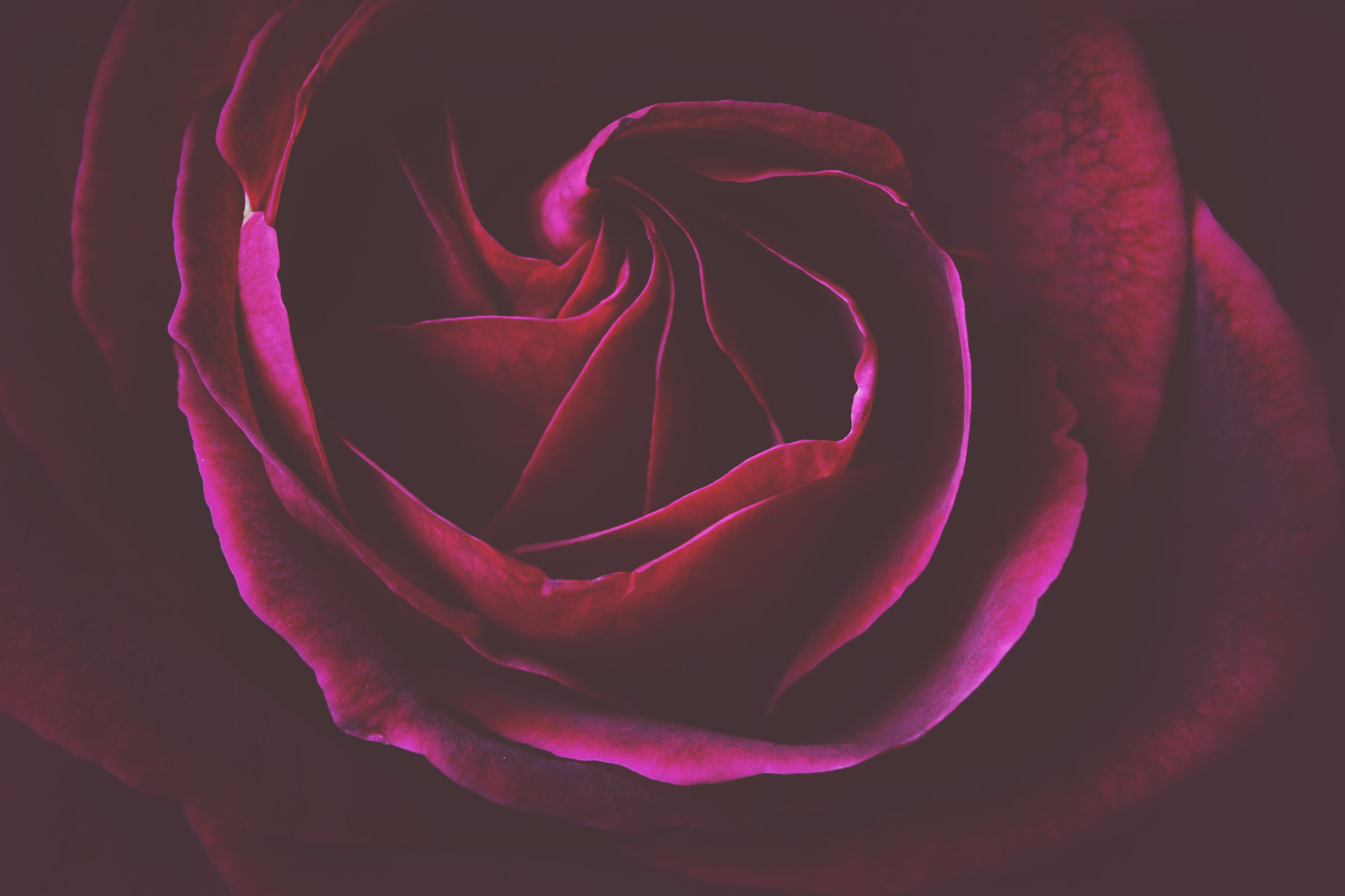 Nikon D3100 sample photo. Rose photography