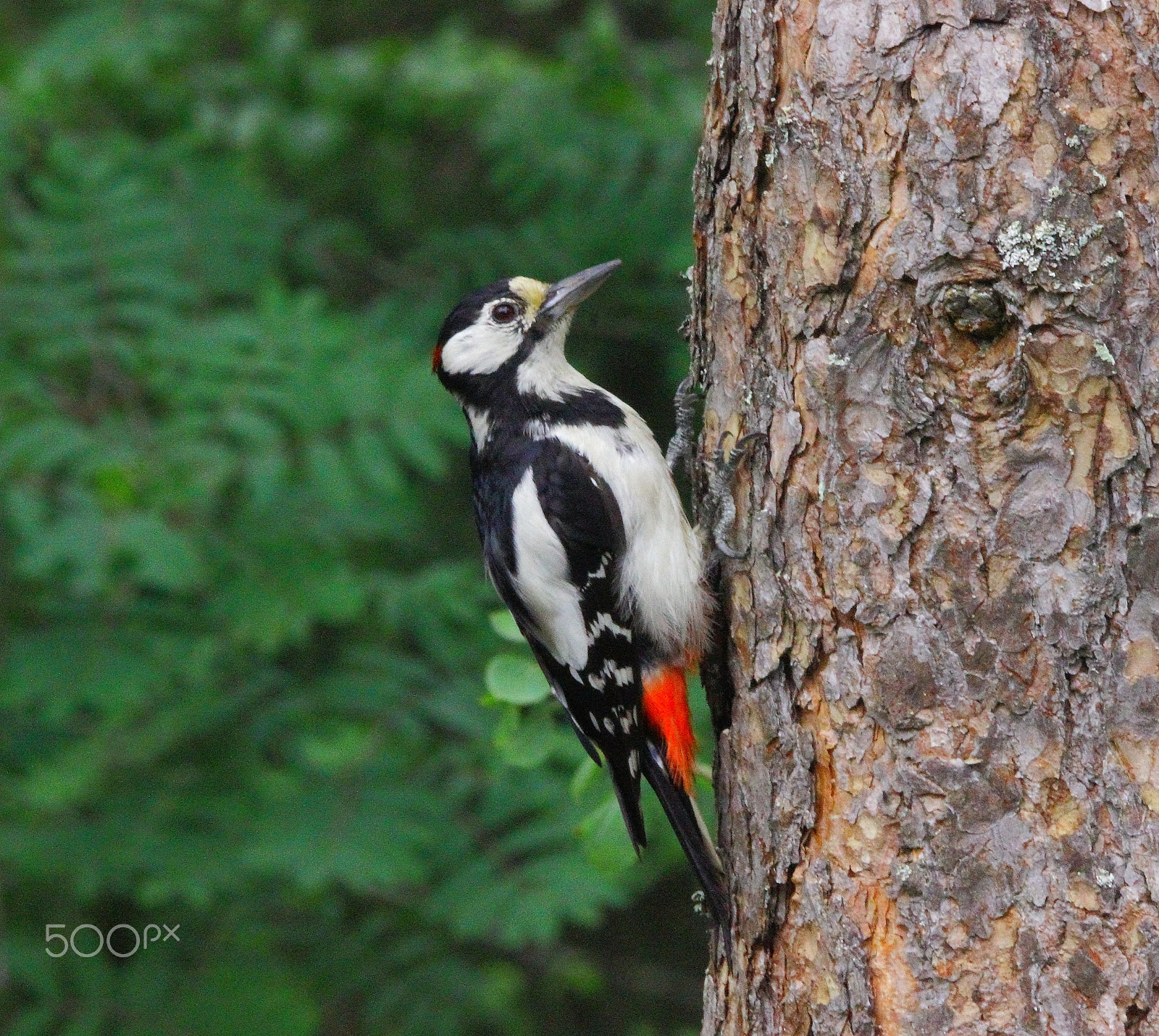 Sigma 150-600mm F5-6.3 DG OS HSM | C sample photo. Woodpecker photography