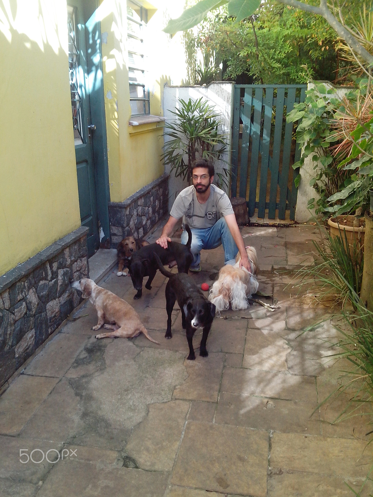 Motorola RAZR D1 sample photo. Creche e hotel de cães na vila mariana photography