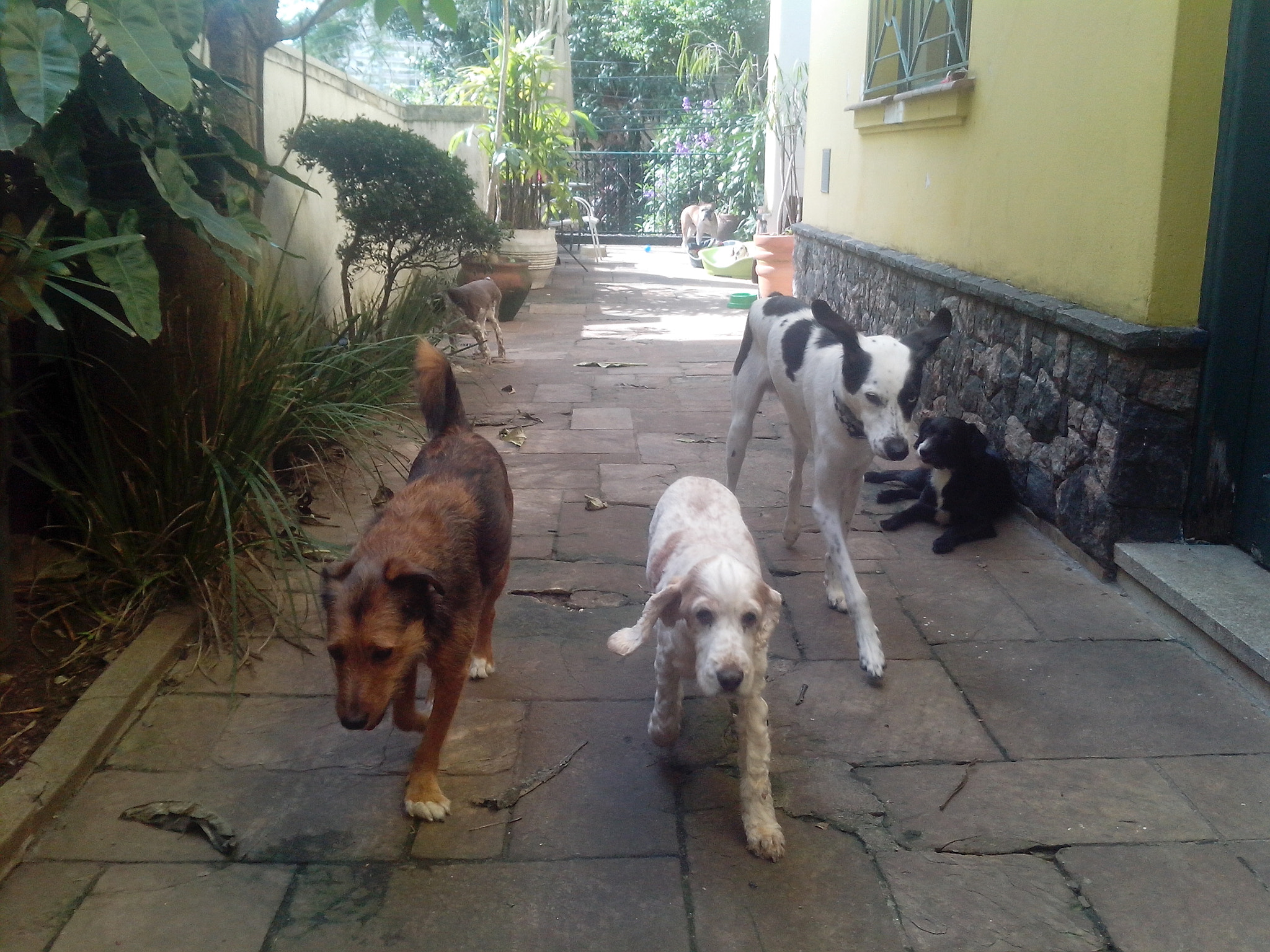 Motorola RAZR D1 sample photo. Creche e hotel de cães na vila mariana photography