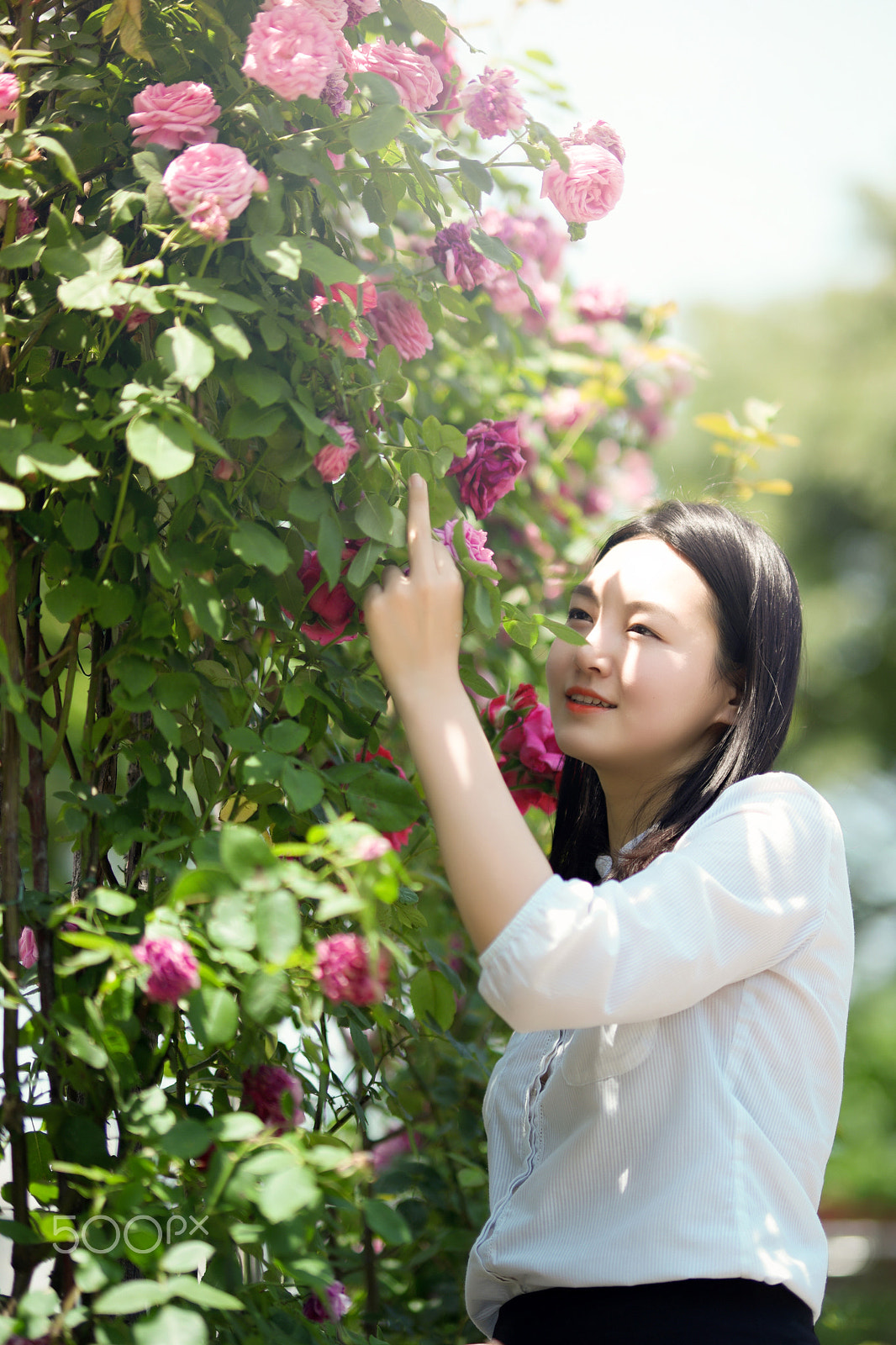 Samsung NX 85mm F1.4 ED SSA sample photo. 2016's seoul roses festival. photography