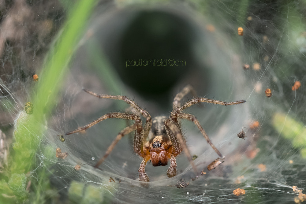 Panasonic Lumix DMC-G7 + Canon EF 100mm F2.8L Macro IS USM sample photo. Labyrinth or funnel-web spider (agelena labyrinthica) photography