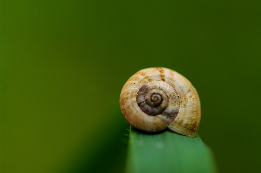 Pentax K20D sample photo. Snail photography