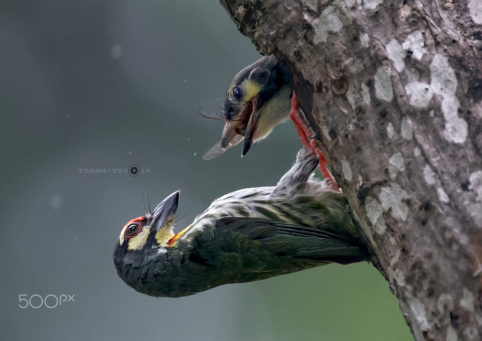 Nikon AF-S Nikkor 600mm F4D ED-IF II sample photo