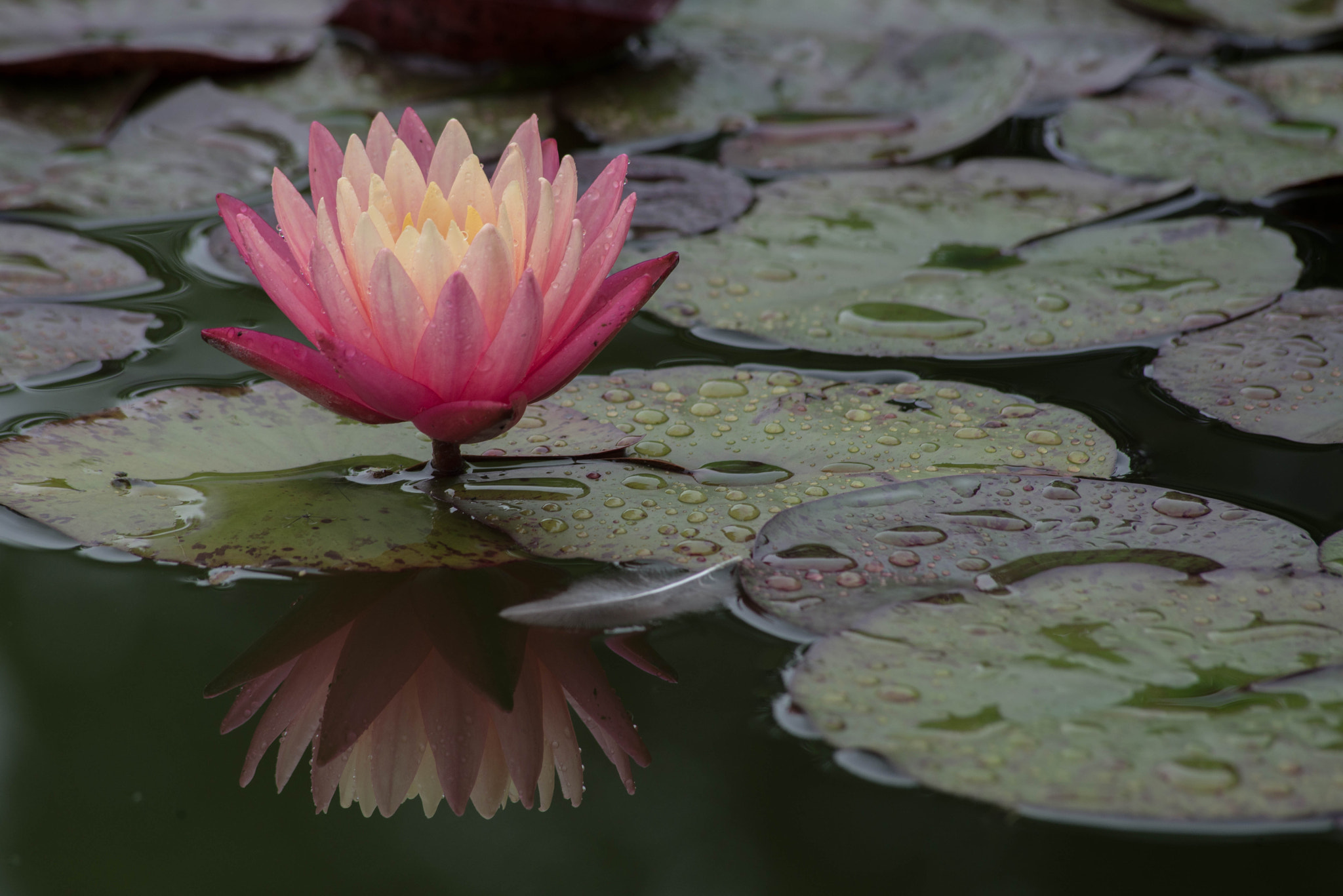 Sigma 70-300mm F4-5.6 APO DG Macro sample photo. With a feather photography