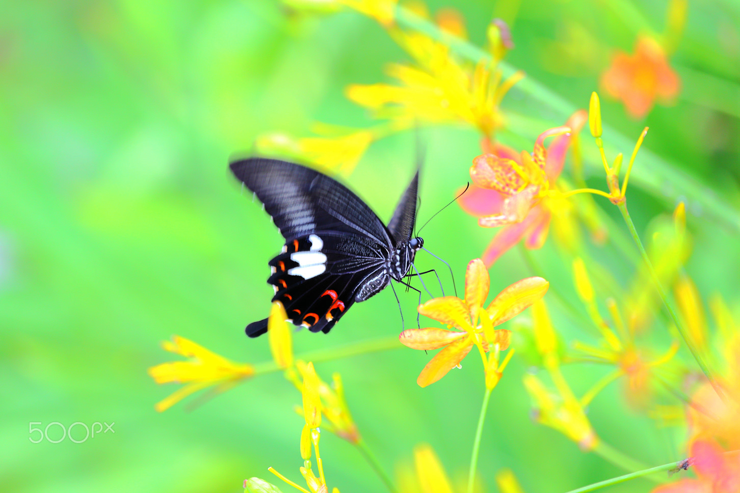 Canon EF 100-400mm F4.5-5.6L IS USM sample photo. Dreamy butterfly photography