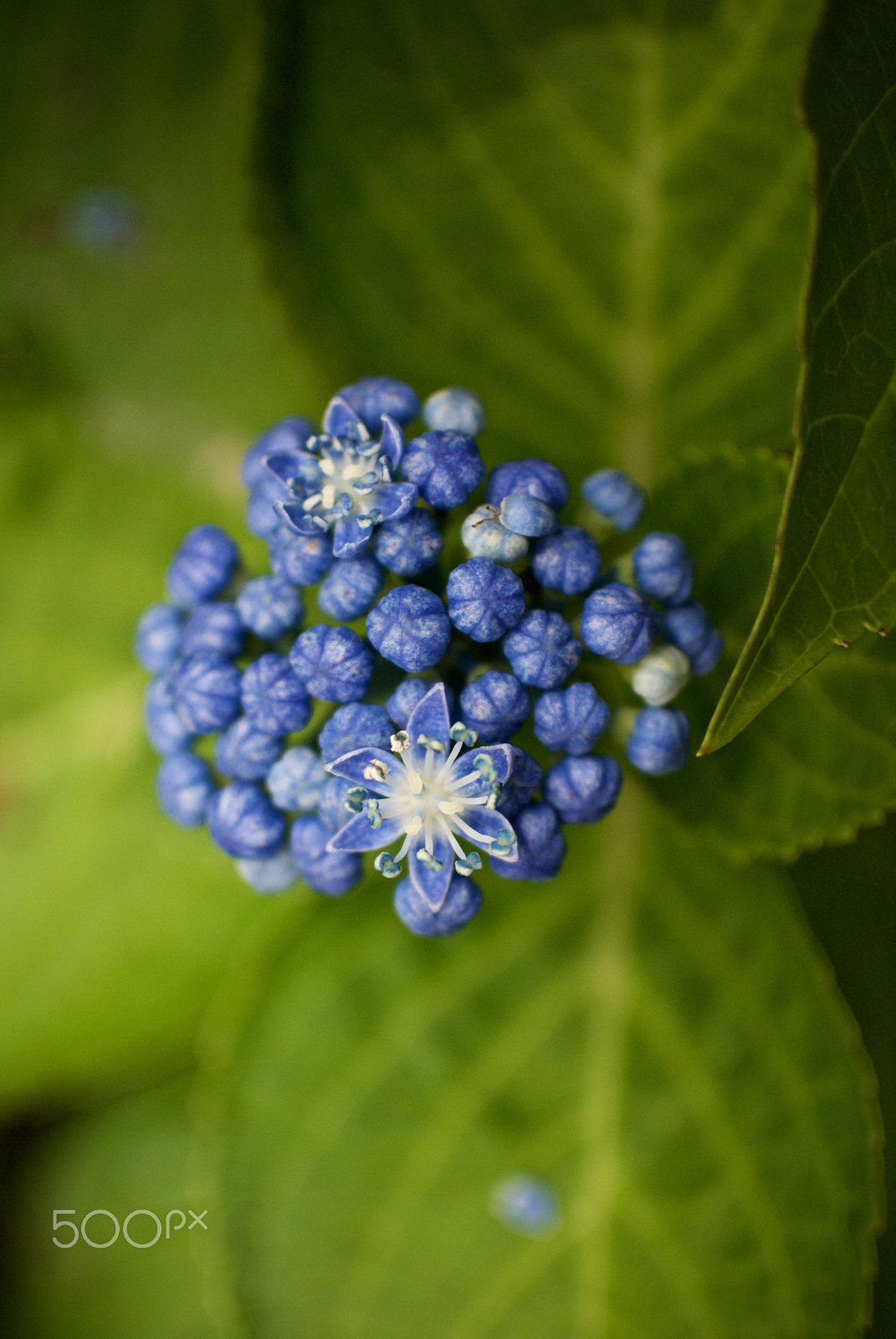 Nikon 1 J2 + Nikon 1 Nikkor 18.5mm F1.8 sample photo. Hydrangea buds photography