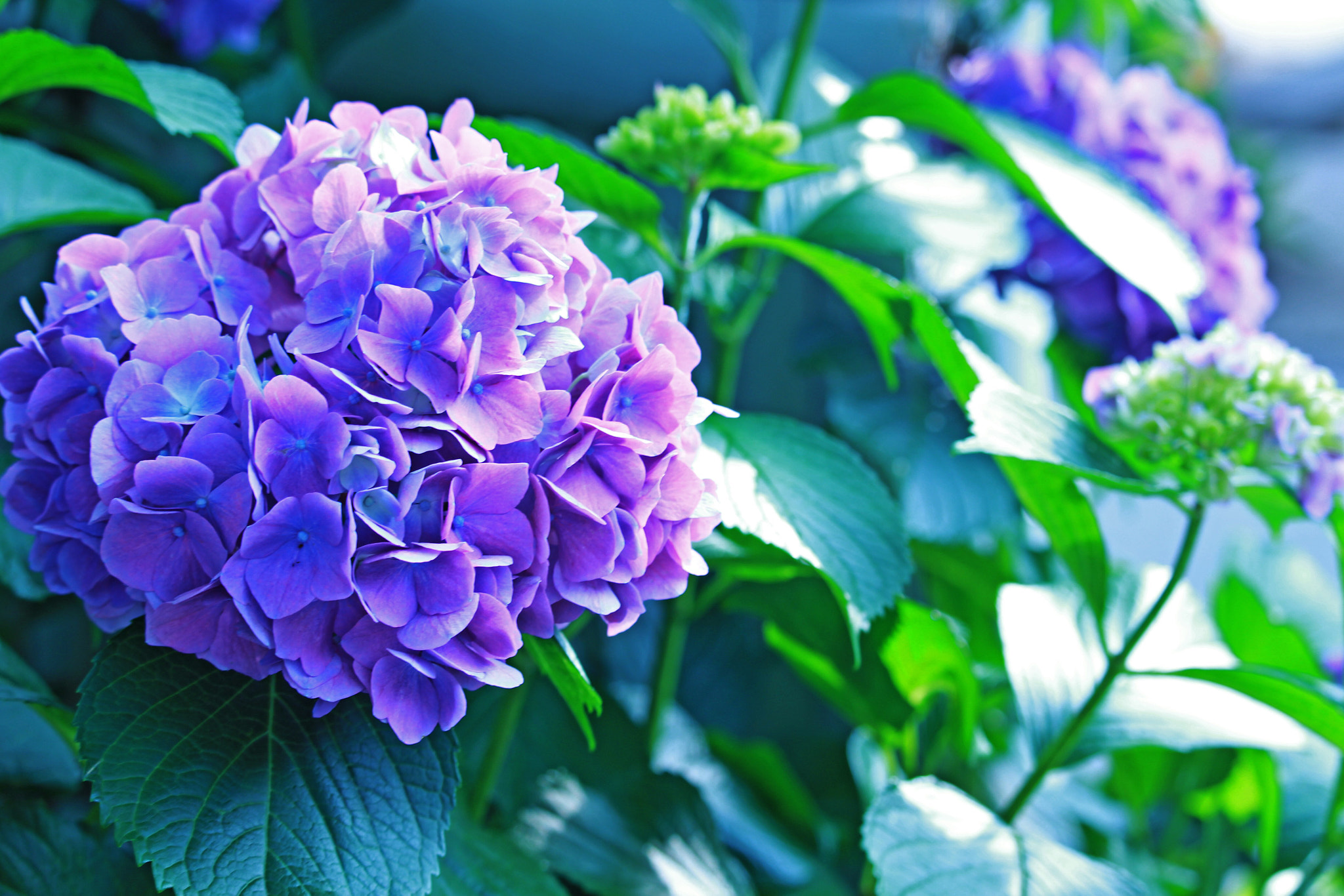 Canon EOS 700D (EOS Rebel T5i / EOS Kiss X7i) sample photo. また紫陽花かよ photography