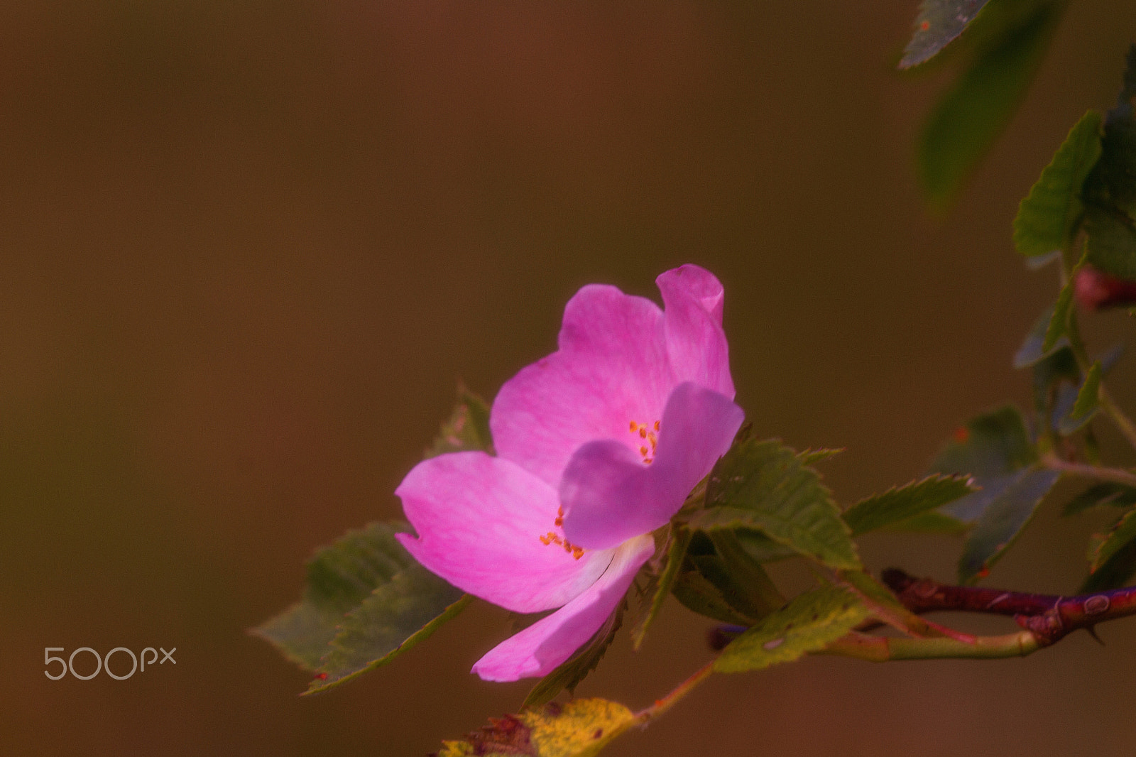 Canon EOS 7D + Sigma APO Macro 150mm f/2.8 EX DG HSM sample photo. Pink rose photography