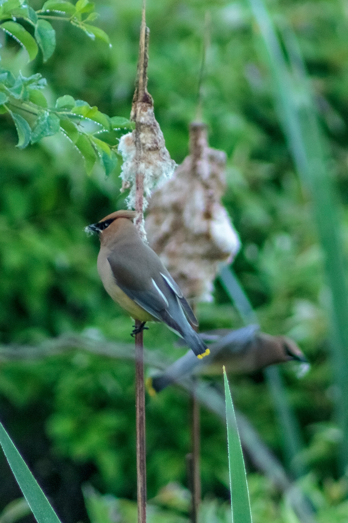 Canon EOS 50D + EF75-300mm f/4-5.6 sample photo. Cedar waxwings among cat-o-nine tails photography