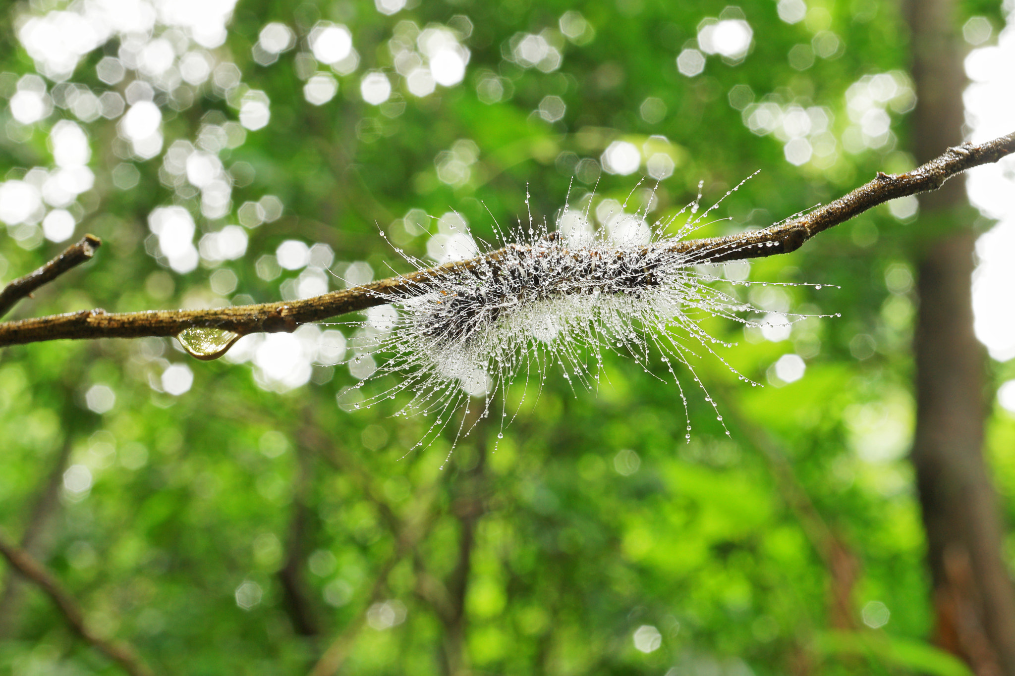 Sony a7 II + Sony E 30mm F3.5 Macro sample photo. Hairy worm with water photography