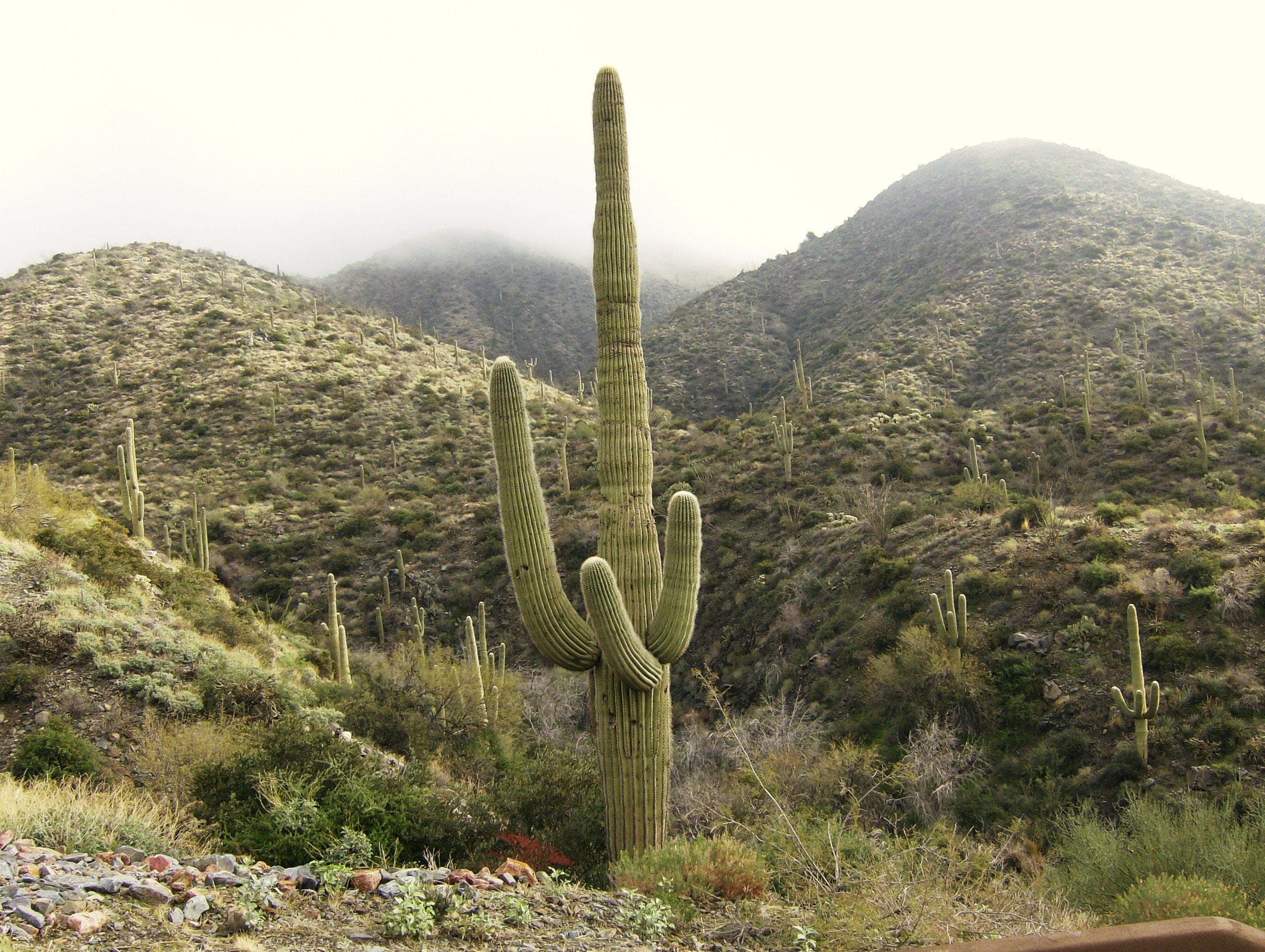 HP Photosmart M627 sample photo. Saguaro in the morning fog photography