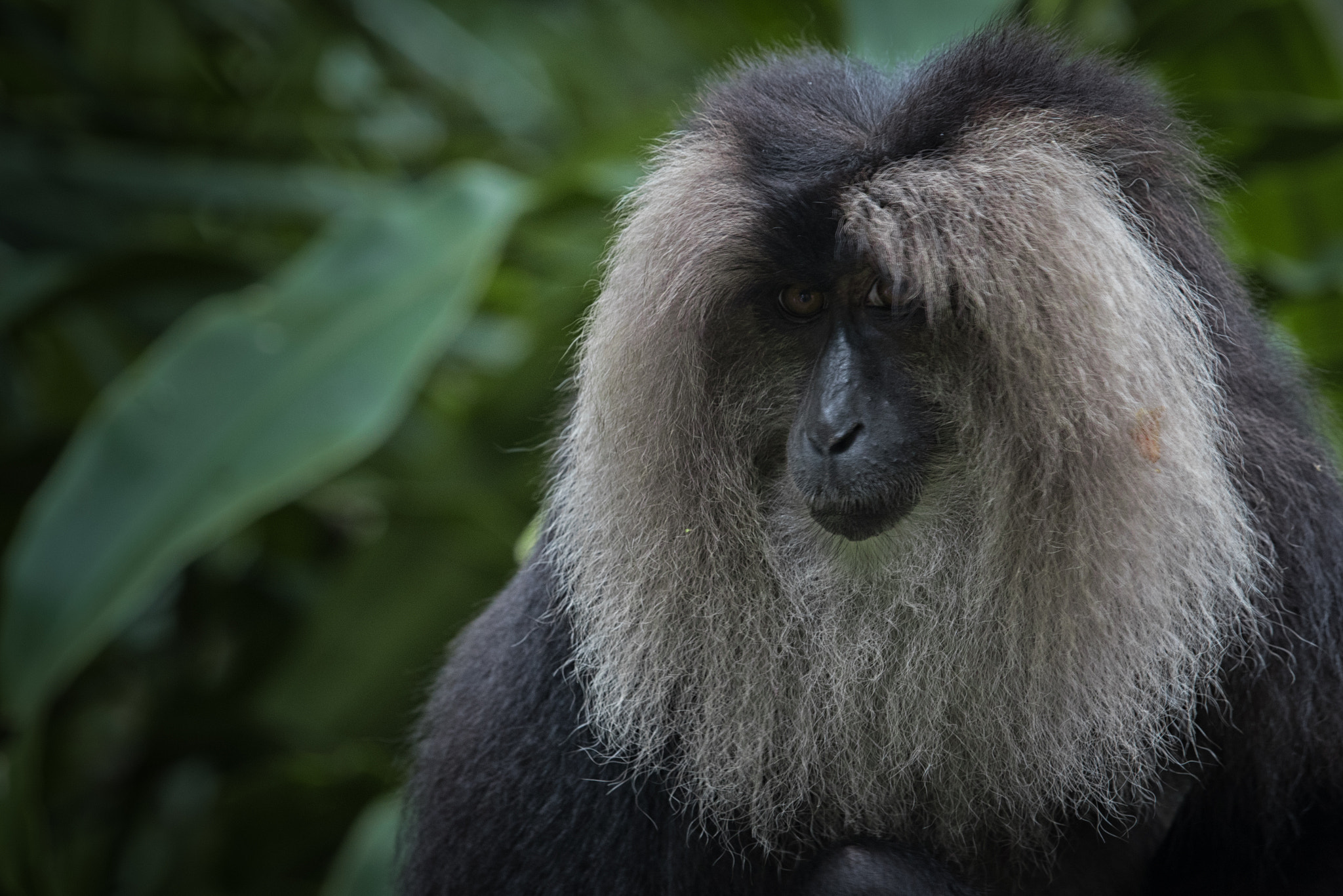 Canon EF 70-200mm F4L IS USM sample photo. Lion-tailed macaque at singapore zoo photography