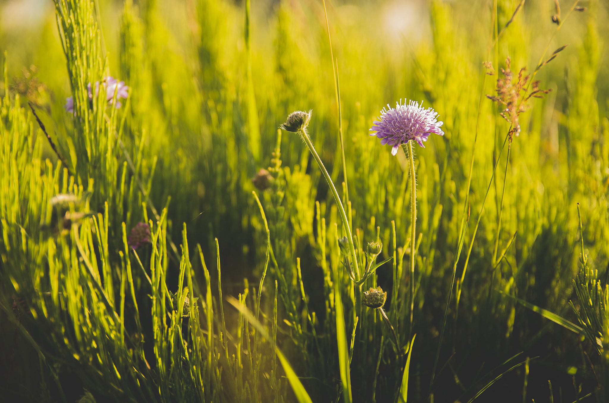 Sigma 17-50mm F2.8 EX DC HSM sample photo. Sunset on a meadow photography