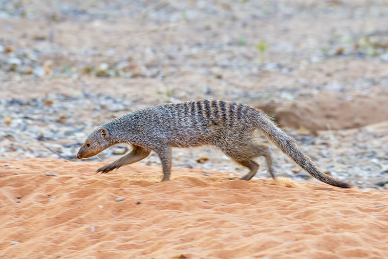 Nikon Df sample photo. Banded mongoose photography