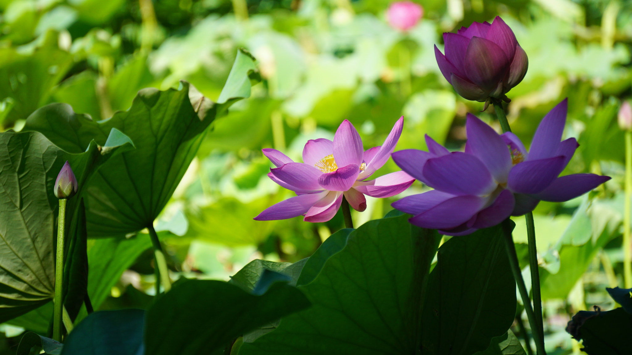Sony E 55-210mm F4.5-6.3 OSS sample photo. 圆明园里的荷花 photography