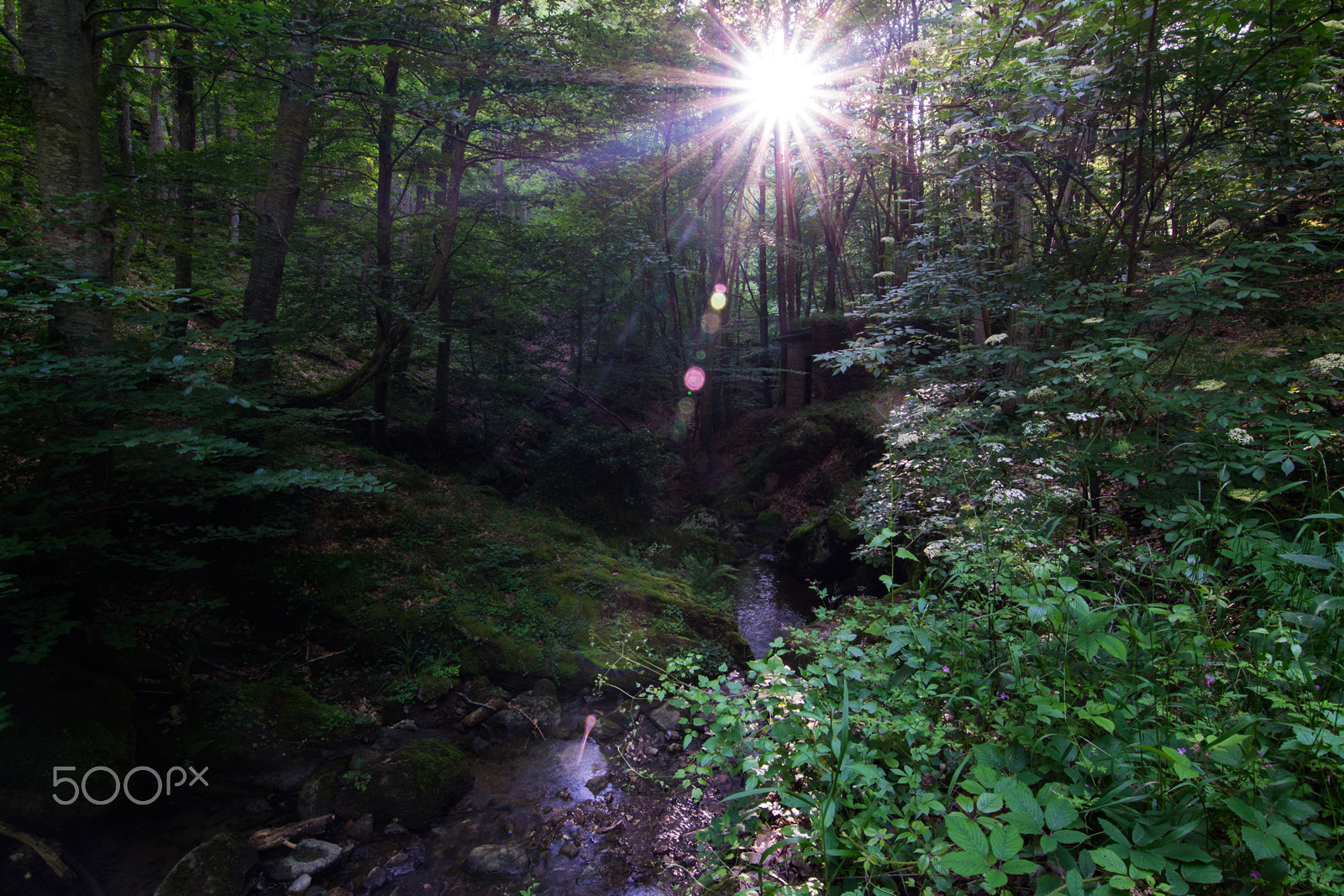 Nikon D3100 sample photo. Flares hunter photography