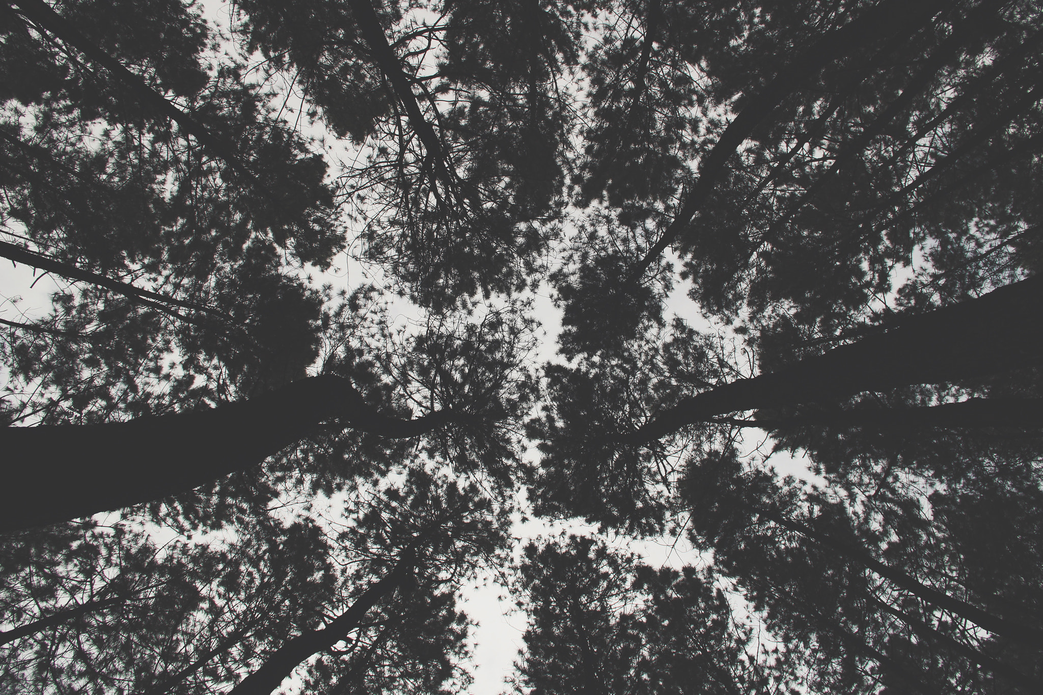 Canon EF-S 18-135mm F3.5-5.6 IS sample photo. #trees photography